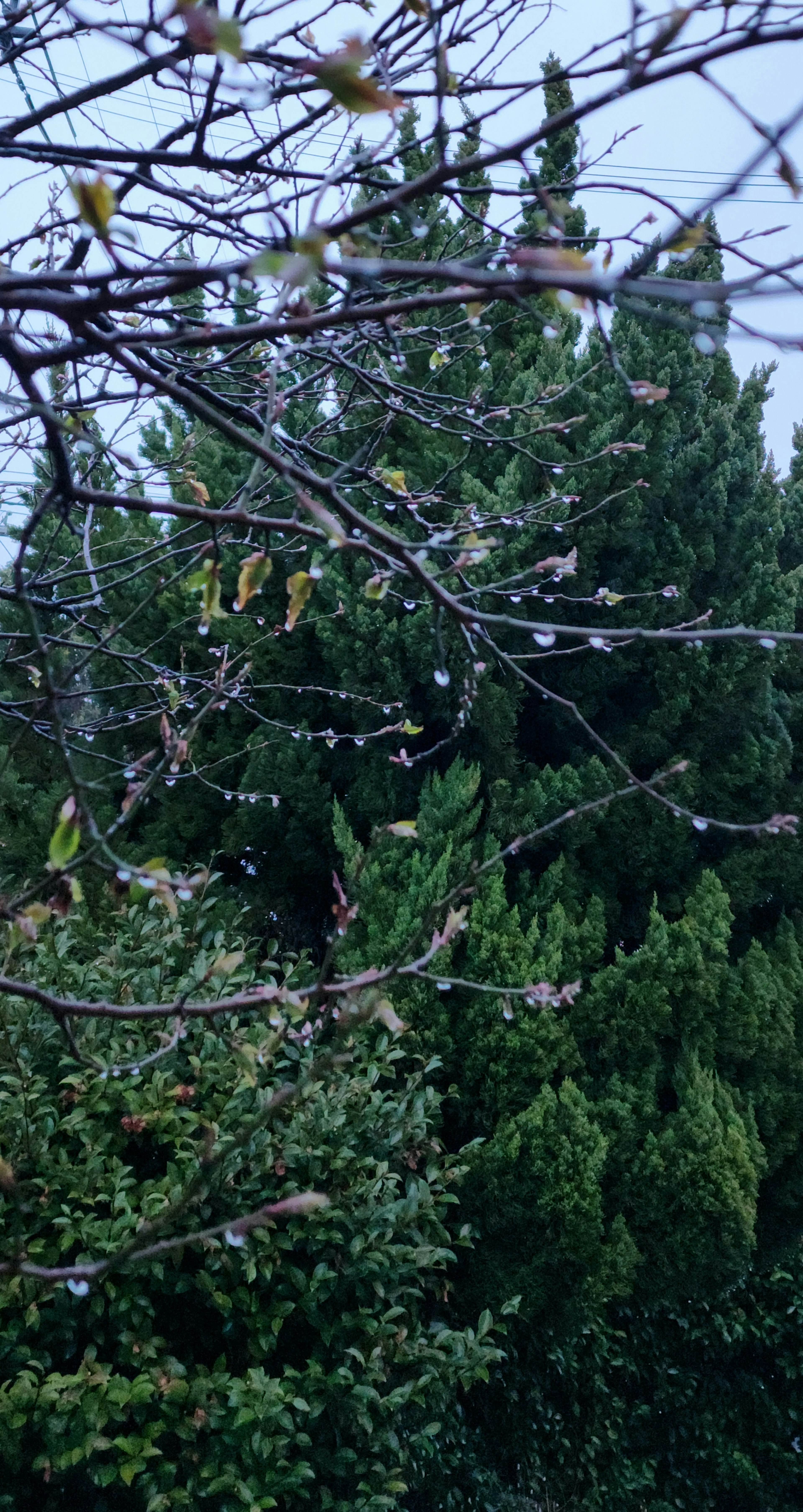 Paesaggio naturale con alberi verdi e rami