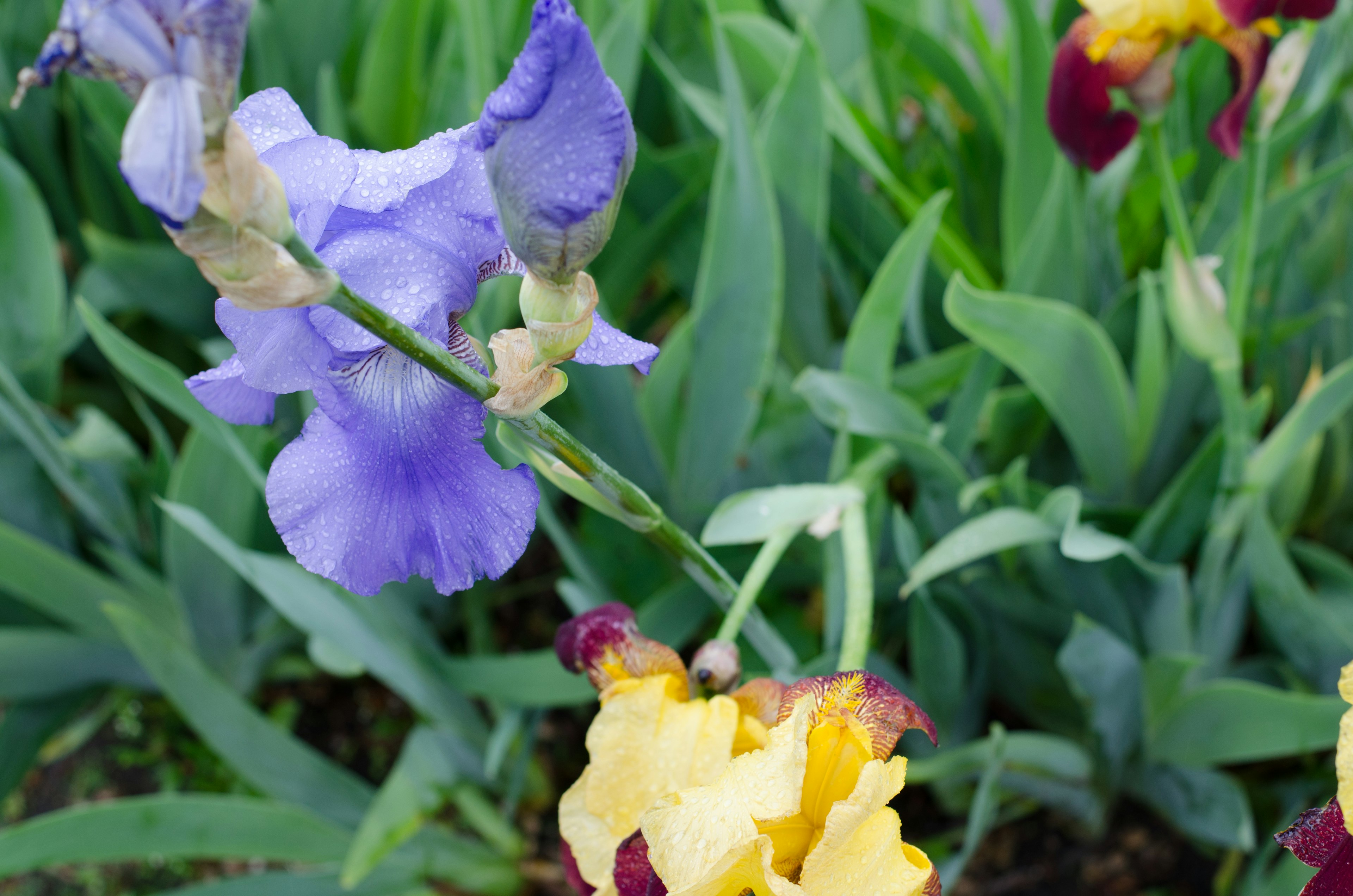 紫色と黄色のアイリスの花が緑の葉の間に咲いている