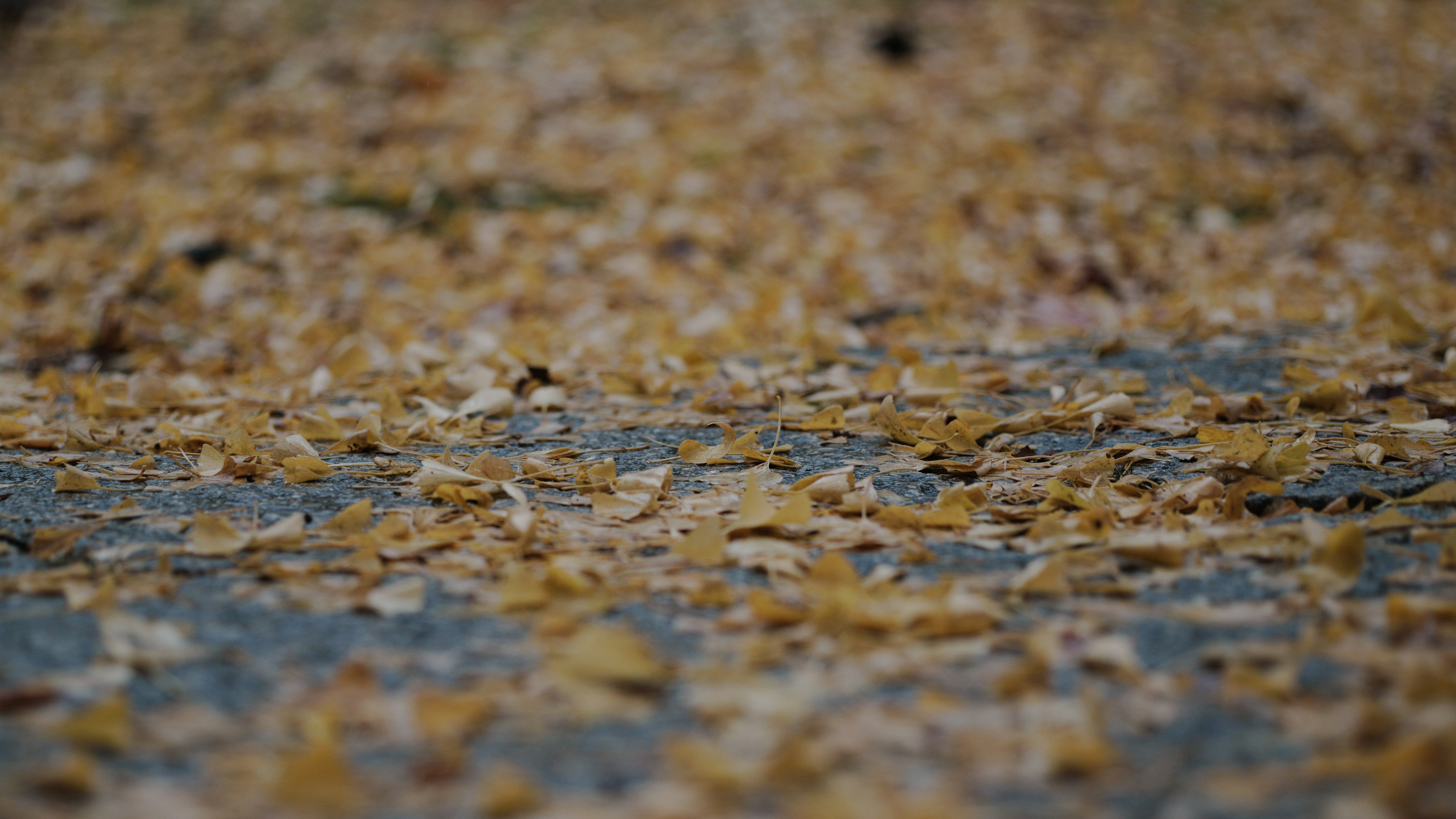 A carpet of yellow leaves covering the ground with a blurred background