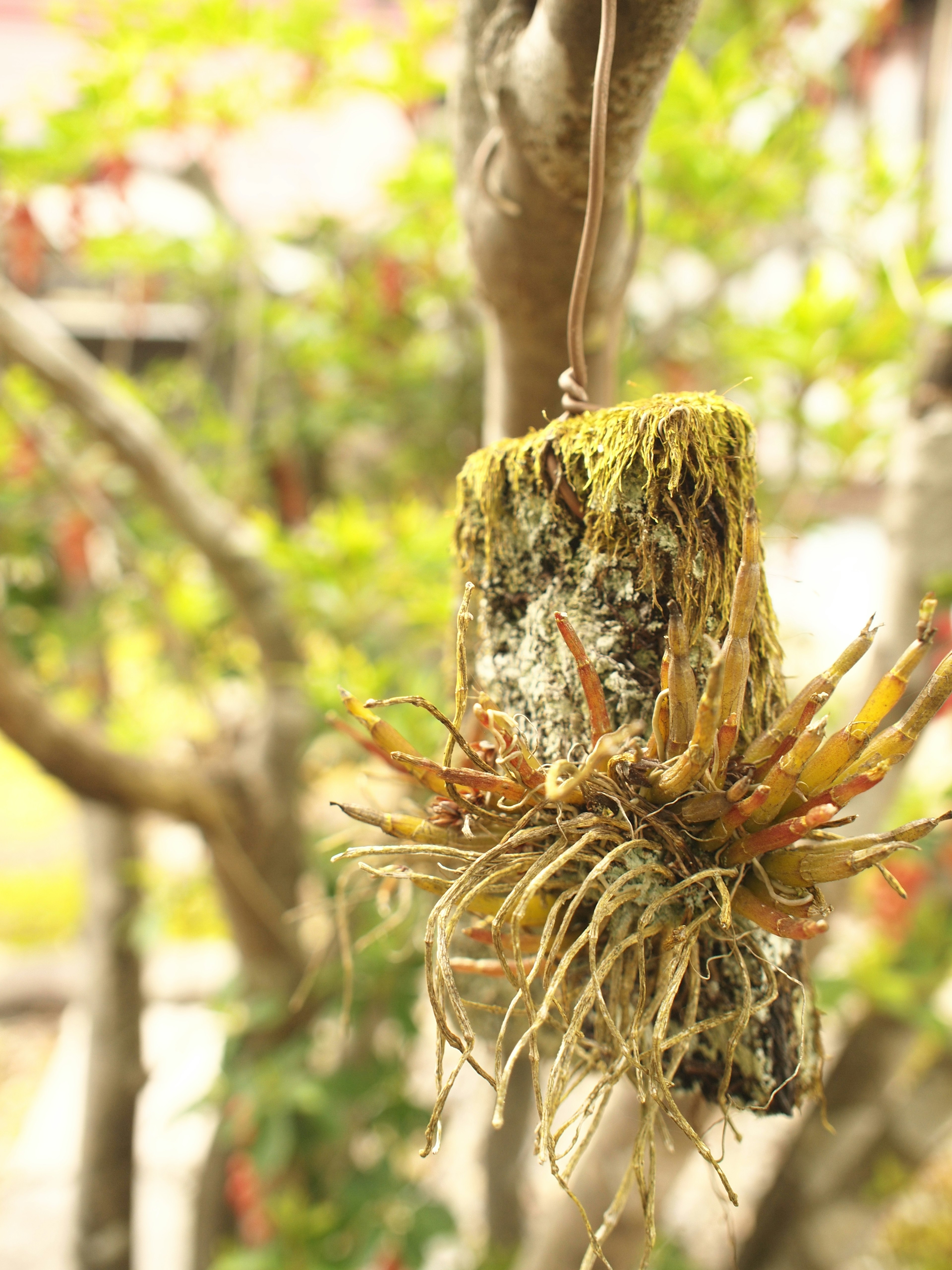 A clump of air plants hanging from a tree featuring green moss and roots