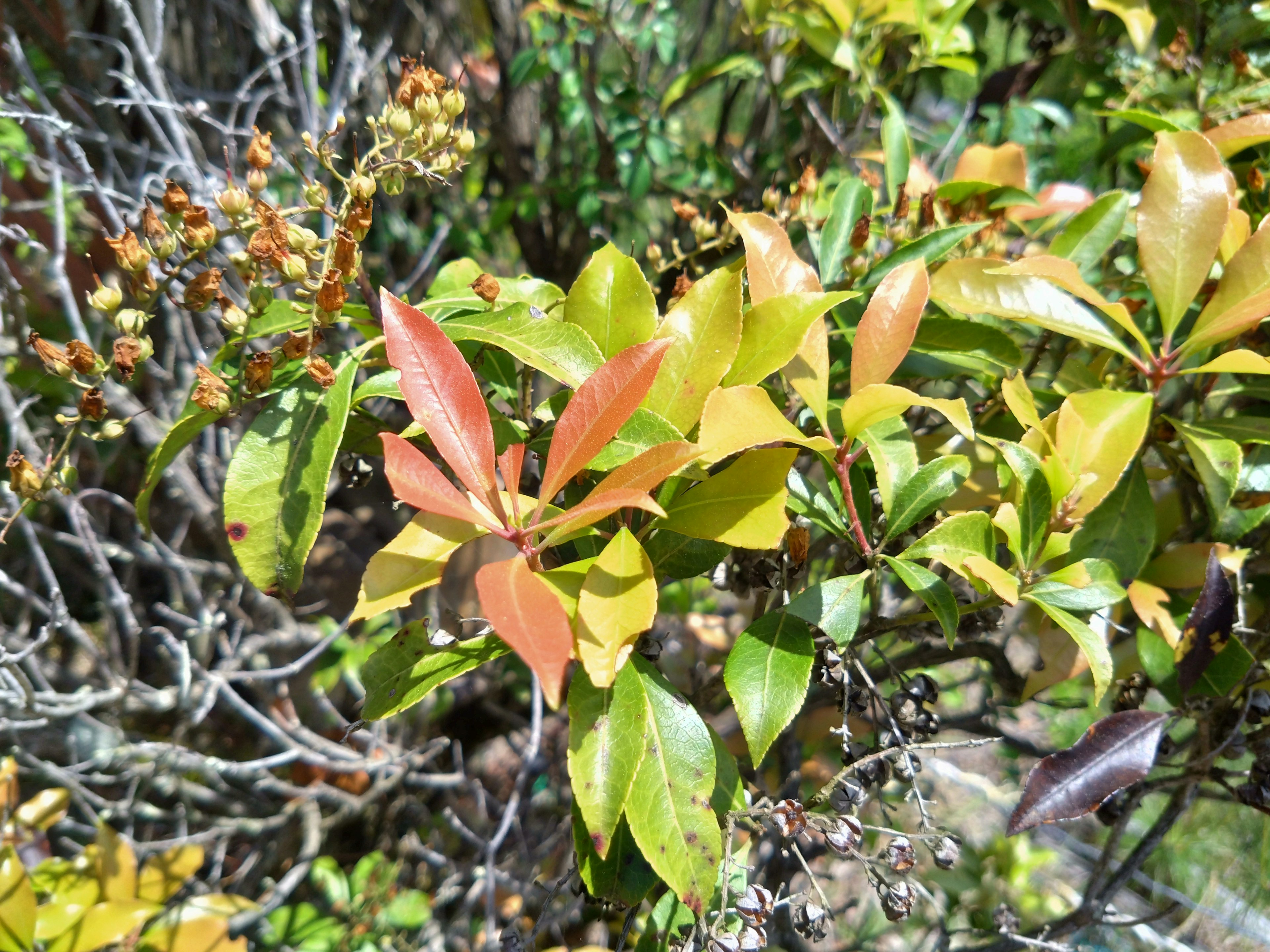 Primer plano de una planta con hojas coloridas