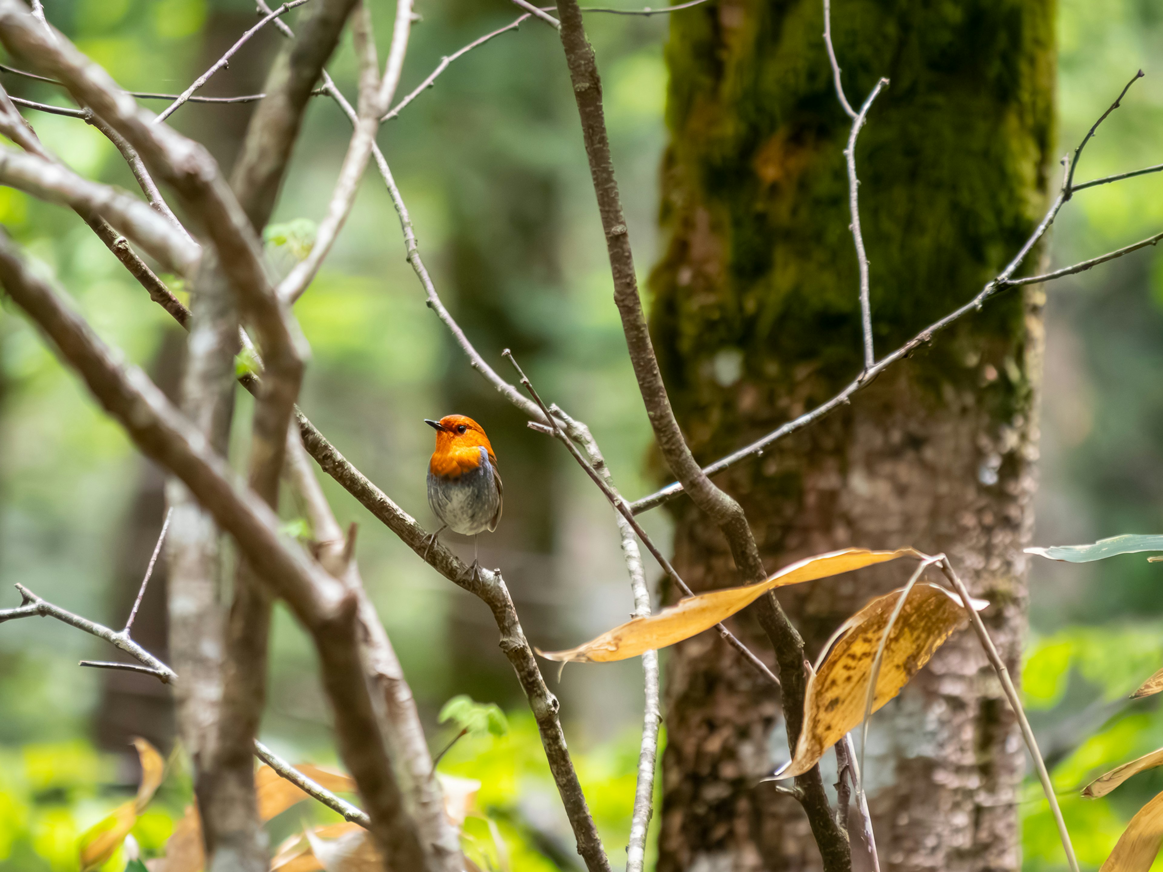 Uccello arancione posato tra i rami in un ambiente forestale