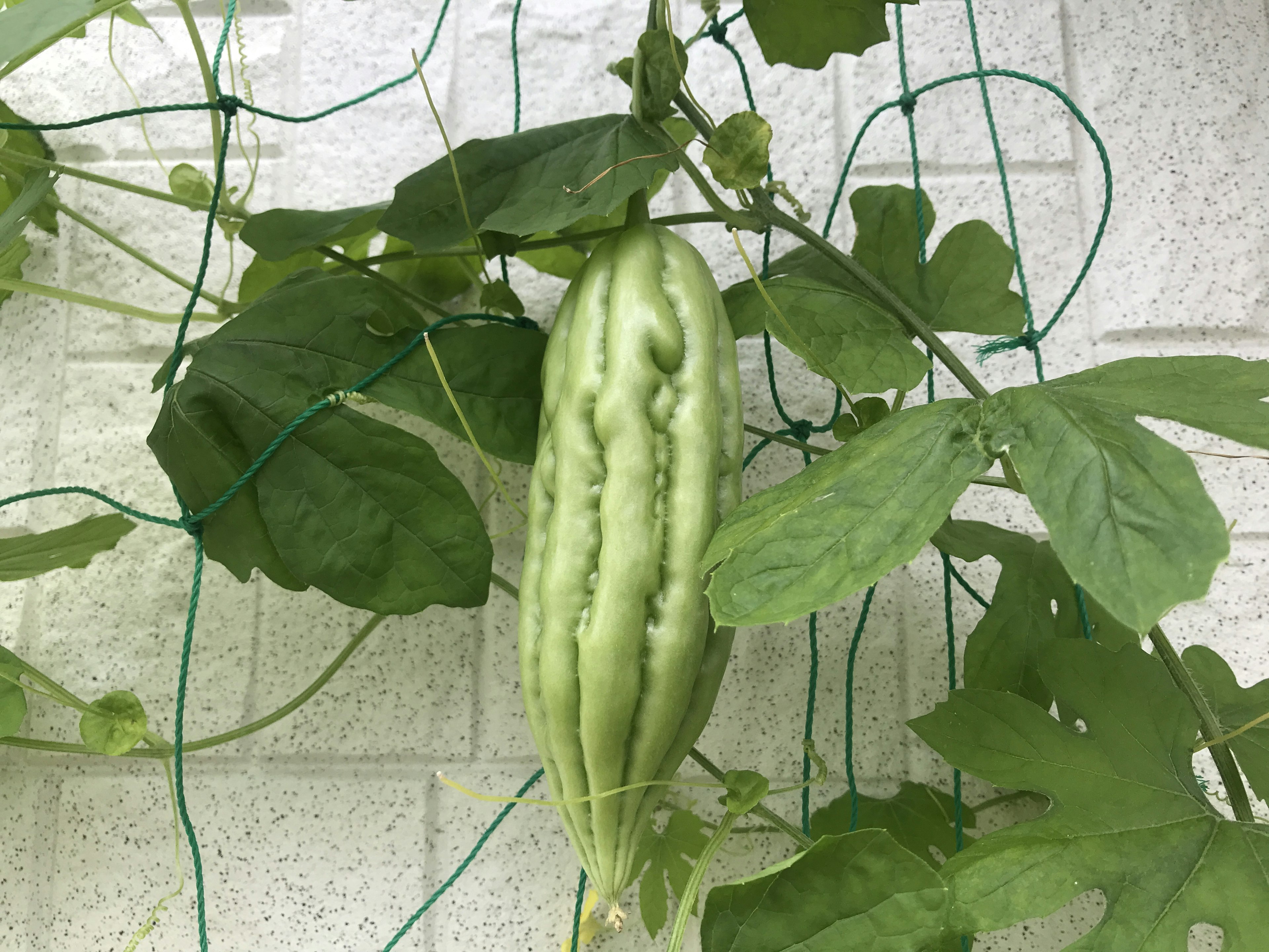 Green bitter melon hanging on a vine with leaves