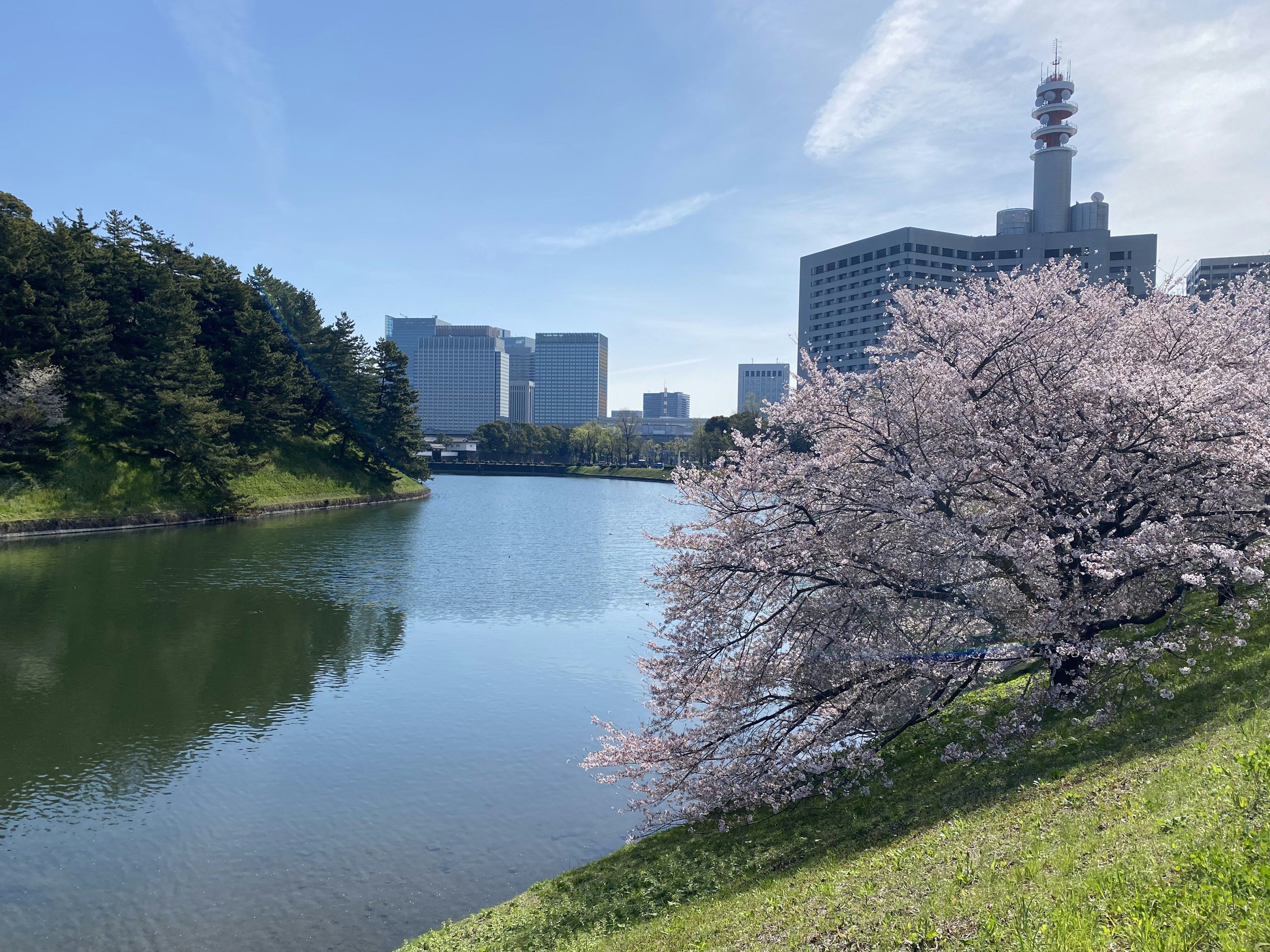 Cherry blossom tree by a tranquil lake with skyscrapers in the background