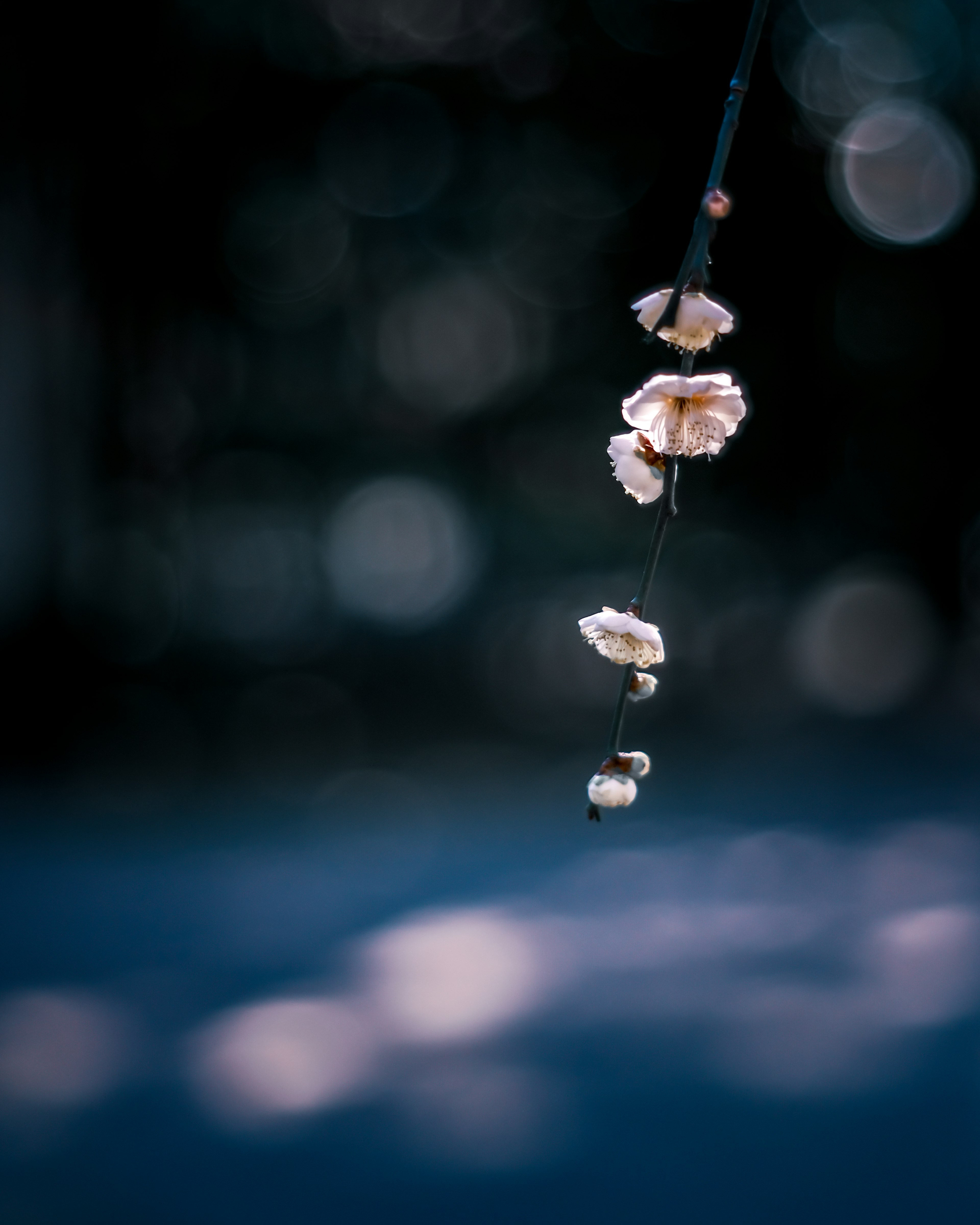 Fleurs délicates suspendues sur un fond sombre flou