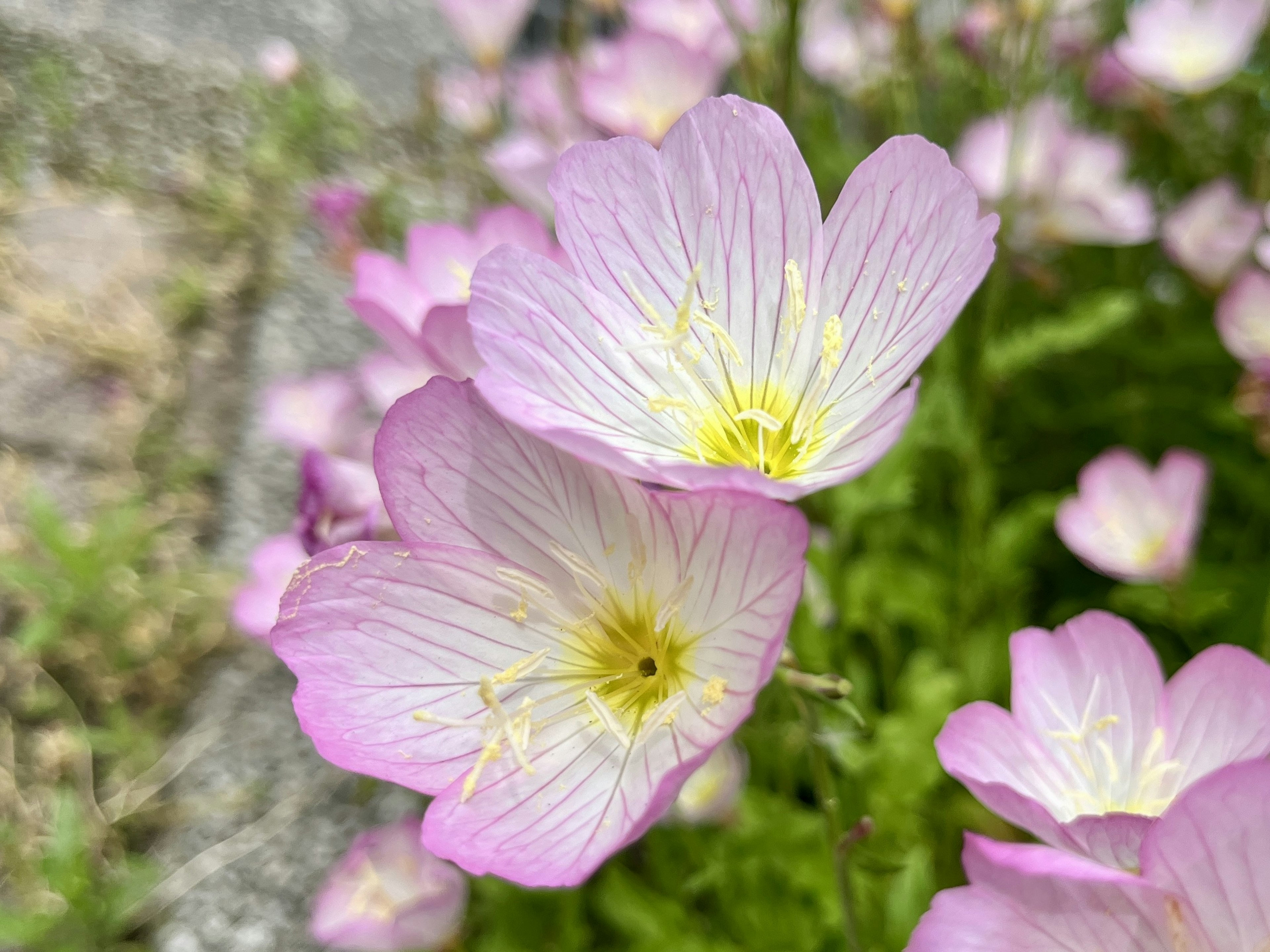 Bunga pink halus dengan pusat kuning