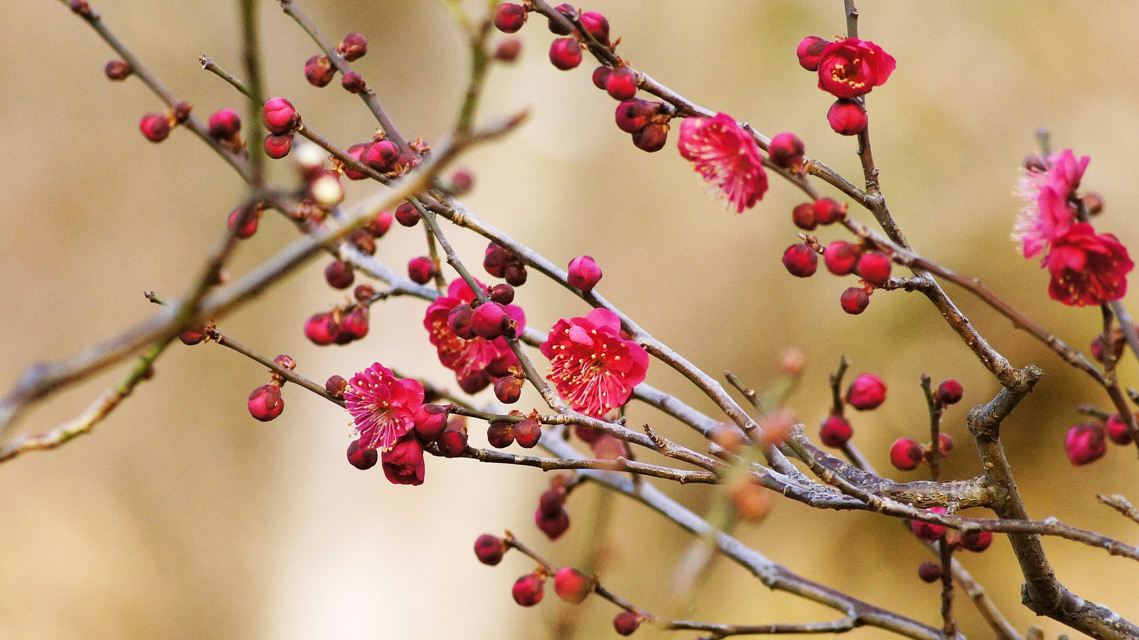 紅い花とつぼみを持つ枝の写真