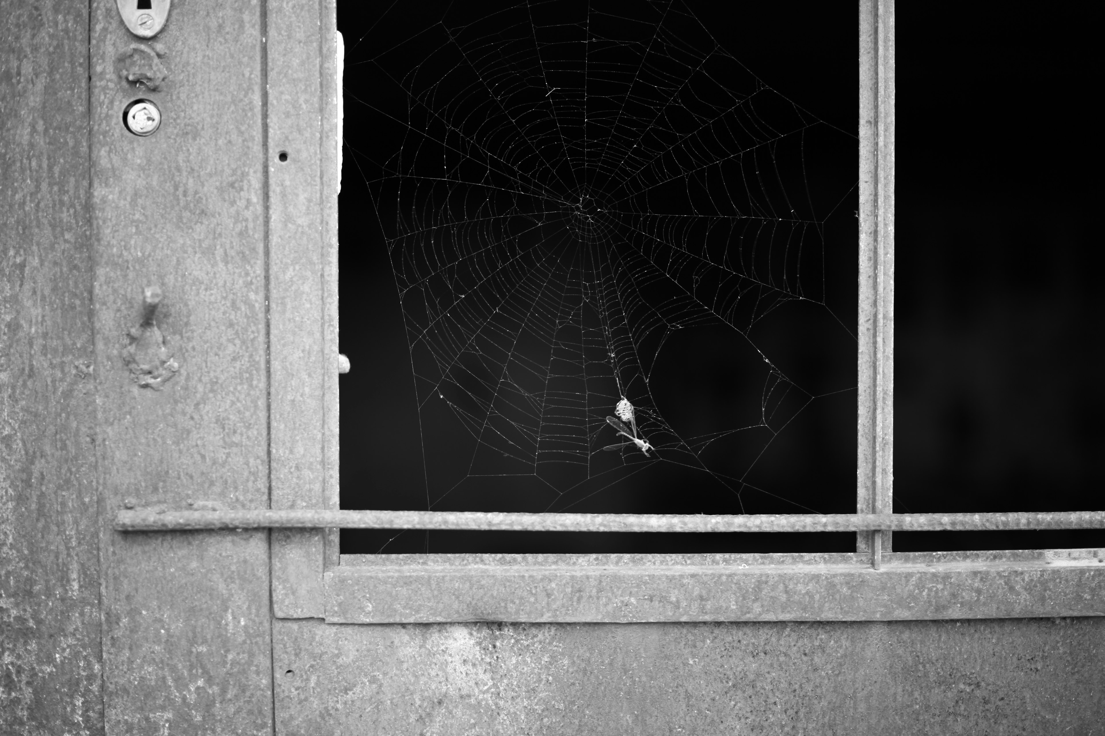 Foto in bianco e nero di una ragnatela su una vecchia finestra