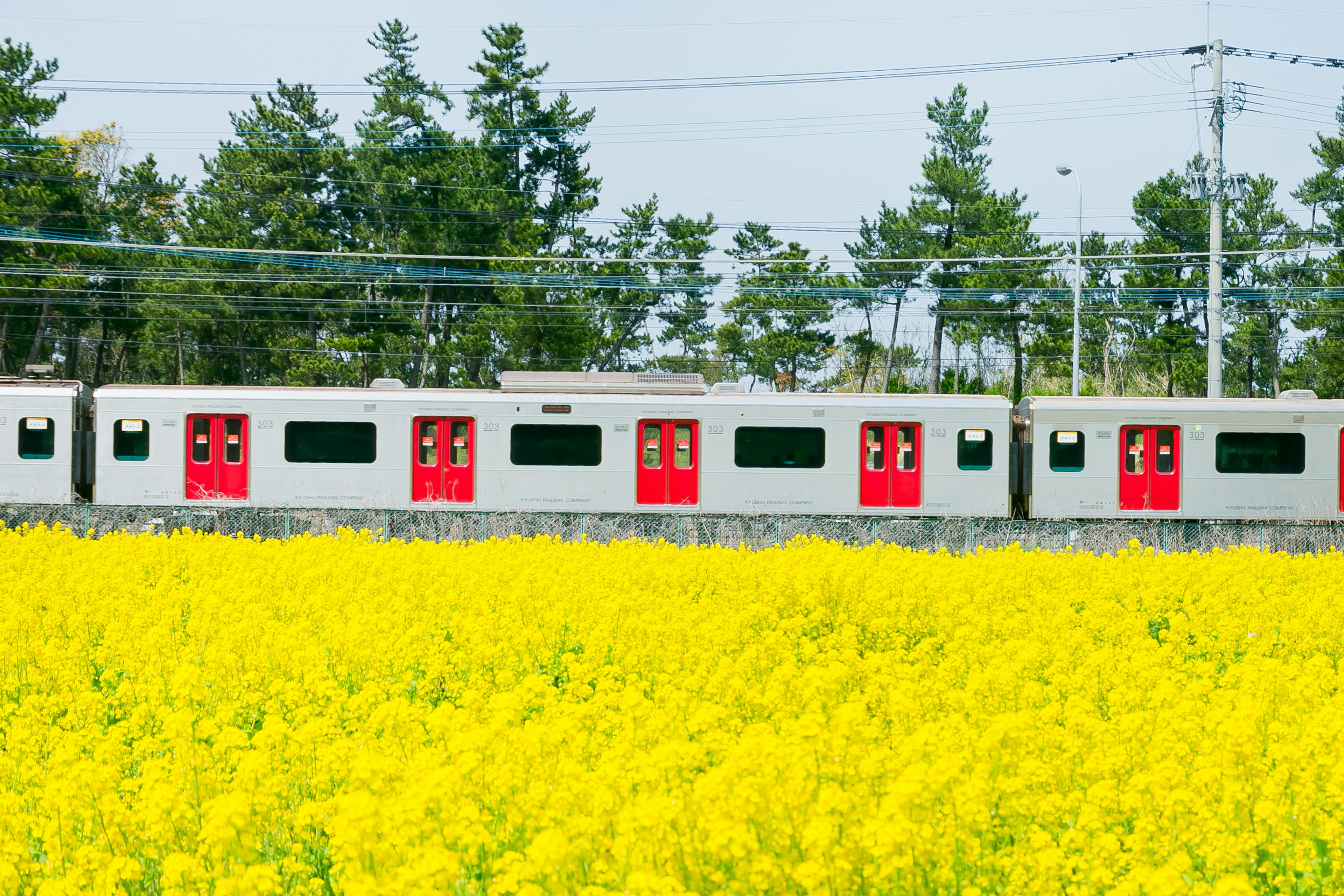 Tren con puertas rojas pasando por un vibrante campo de flores amarillas