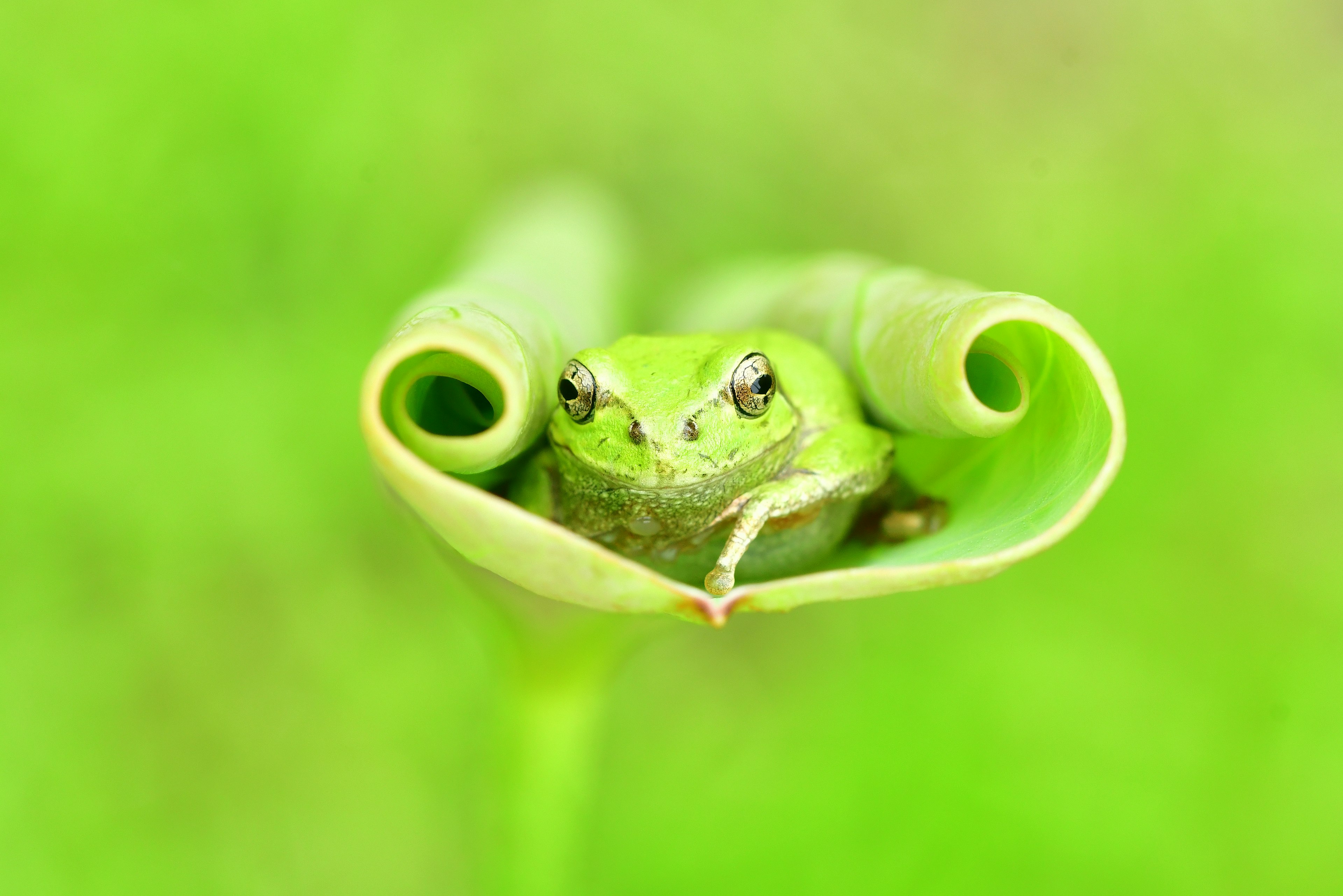 Grüne Frosch in einem gerollten Blatt