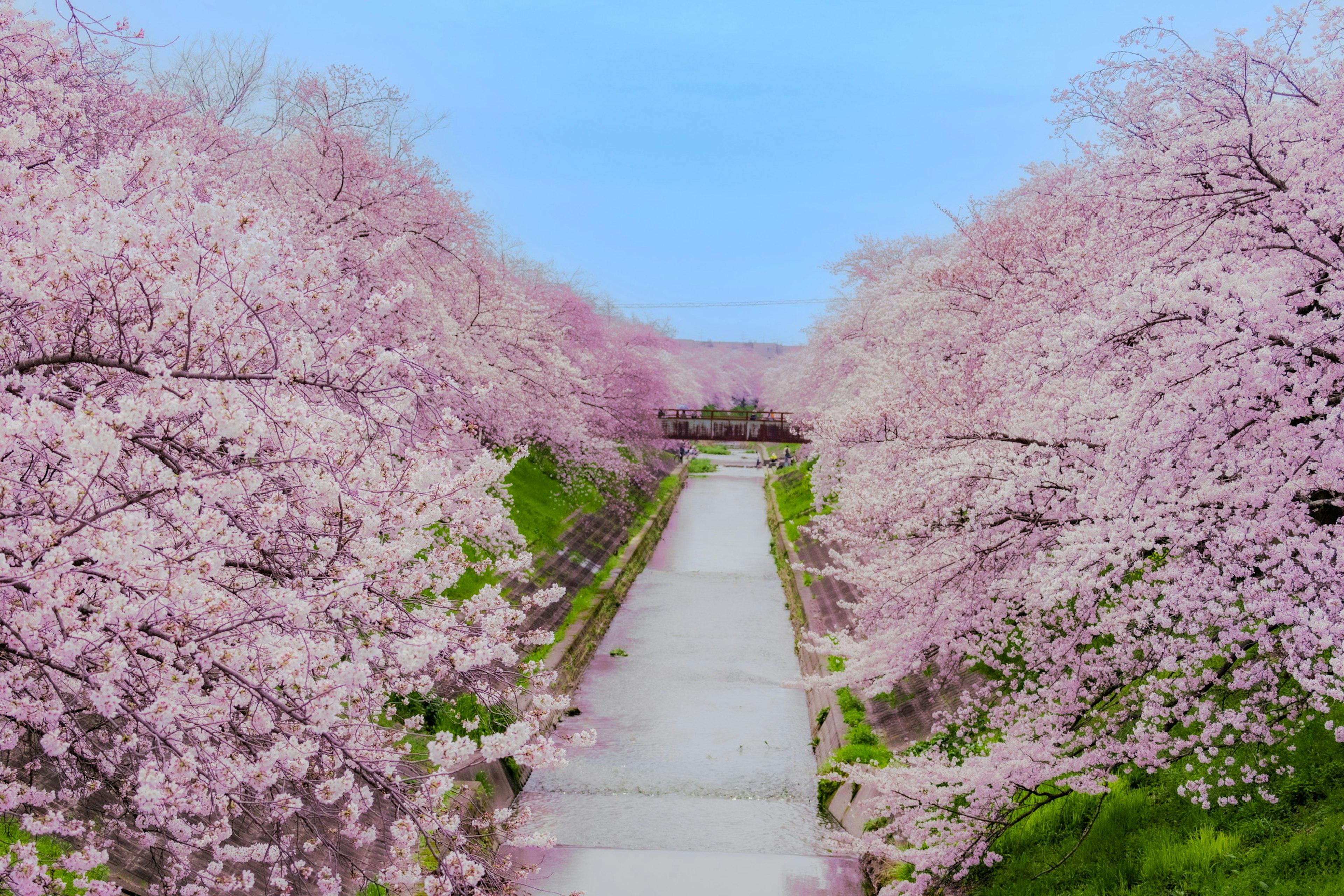 桜の木が並ぶ美しい道と青い空