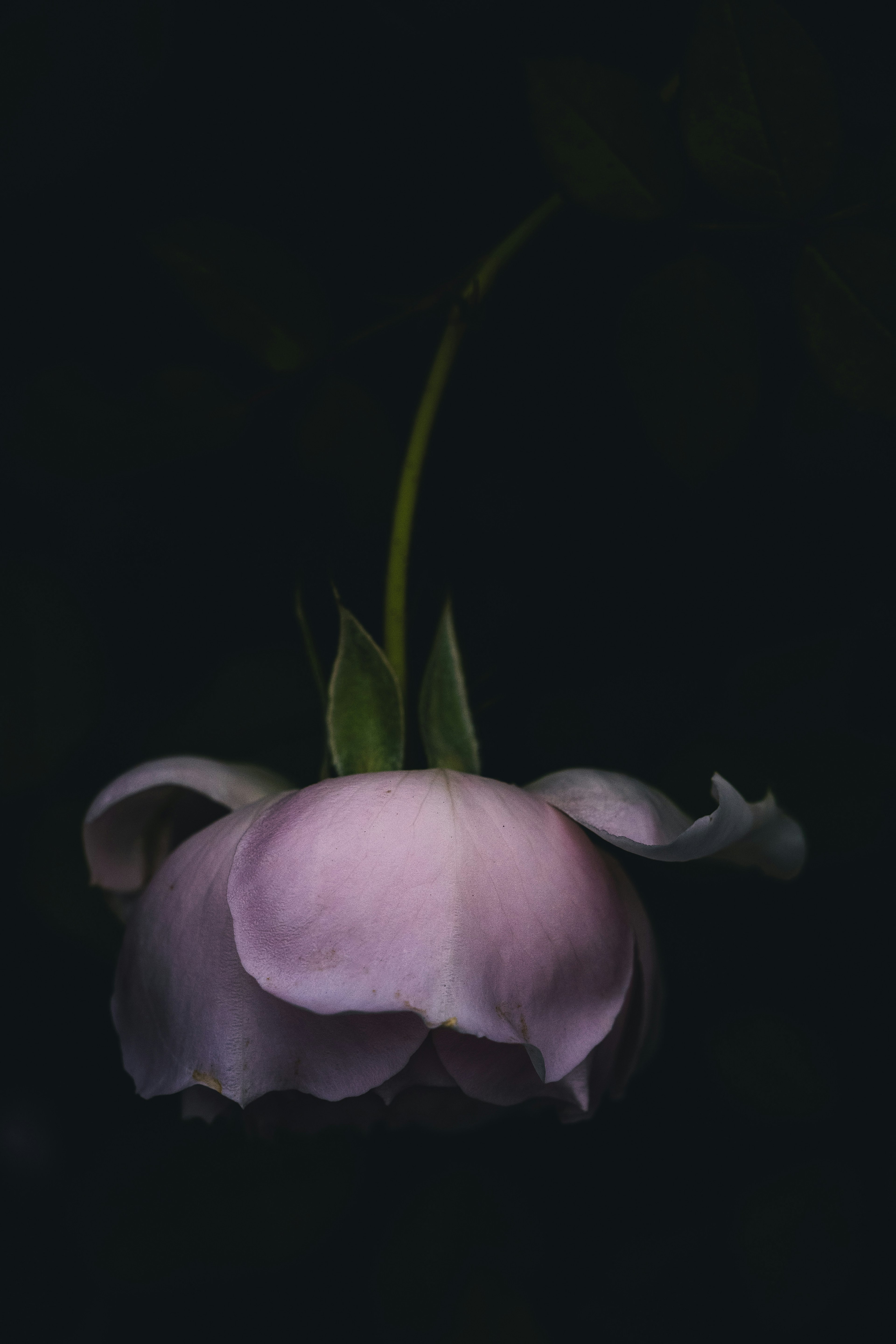 Una flor morada pálida con pétalos y hojas verdes sobre un fondo oscuro