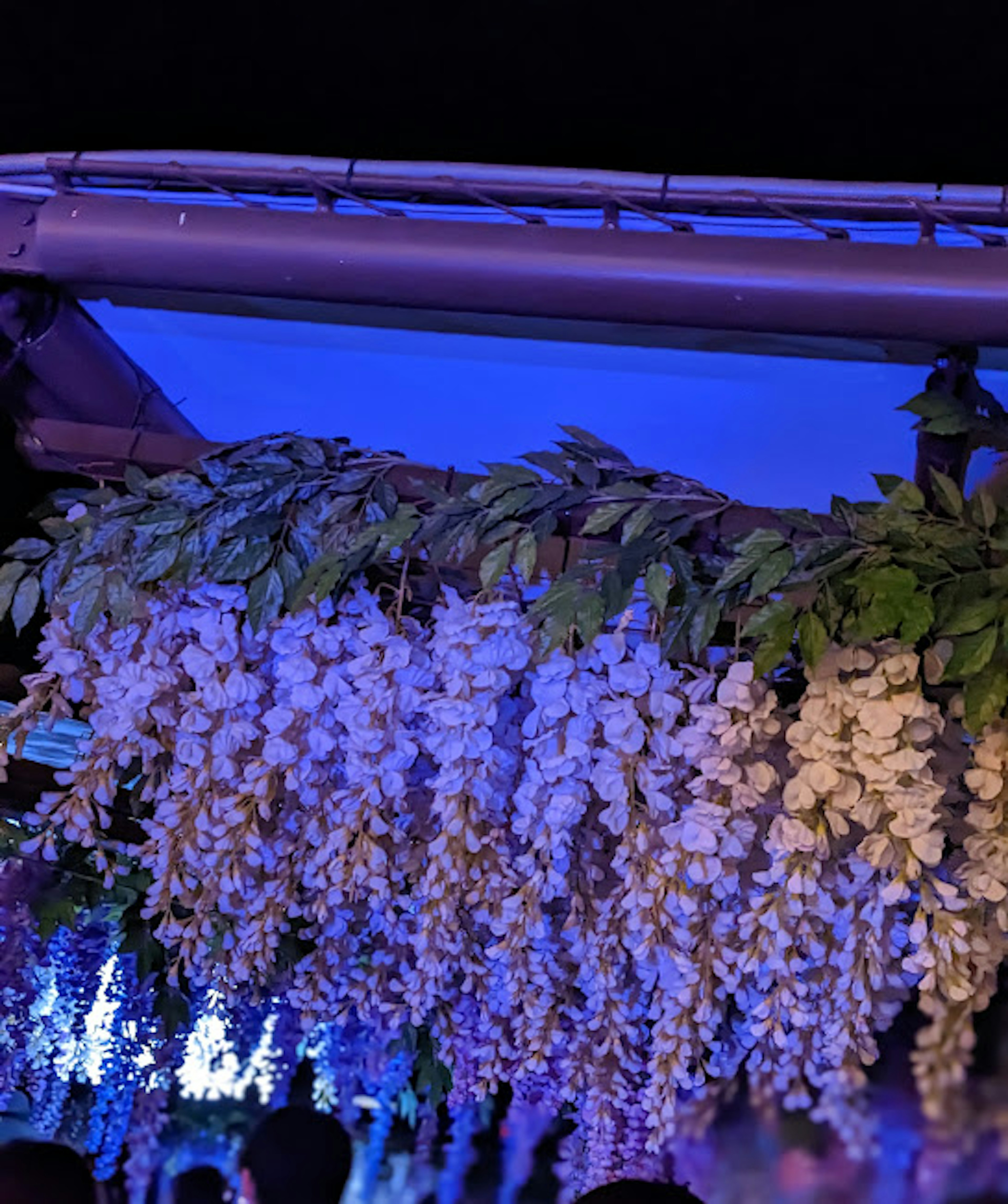 Dekorative Anordnung von weißen Blumen und grünen Blättern unter blauer Beleuchtung