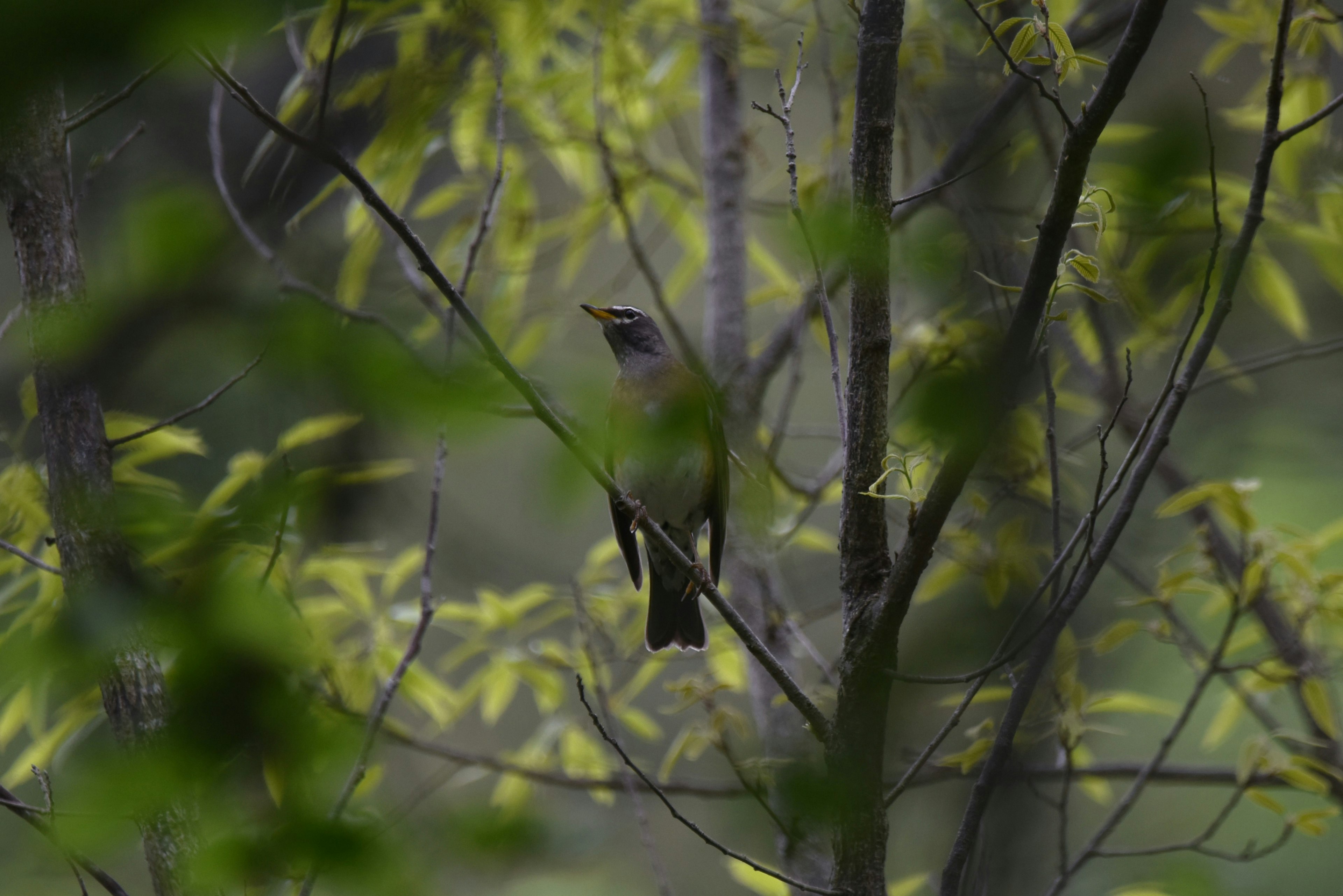 Gambar burung kecil yang bertengger di antara daun hijau lebat di pohon