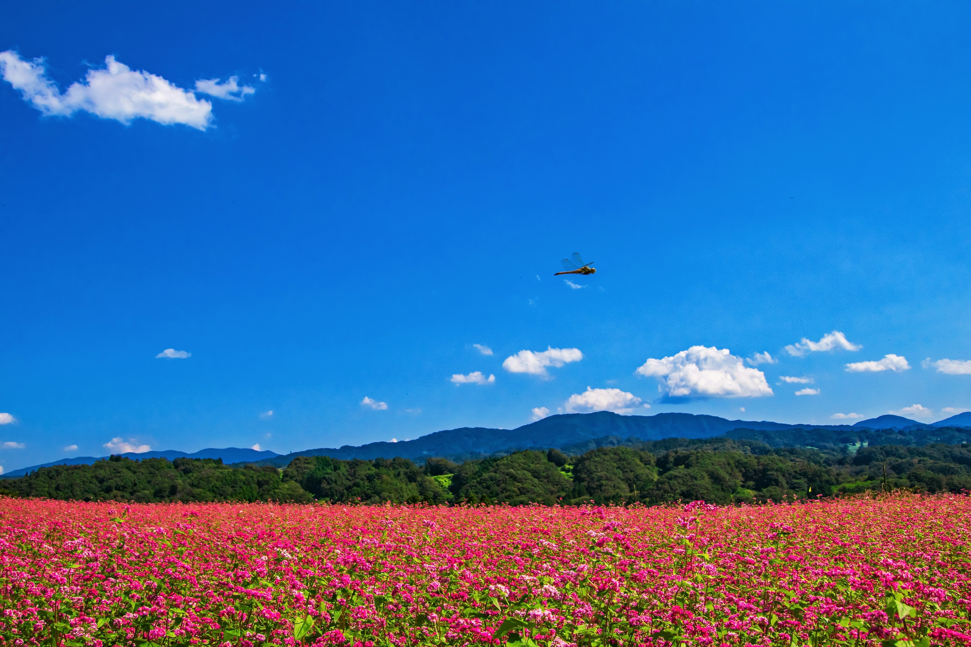 Un champ de fleurs roses vibrant sous un ciel bleu lumineux avec des nuages blancs et des montagnes au loin