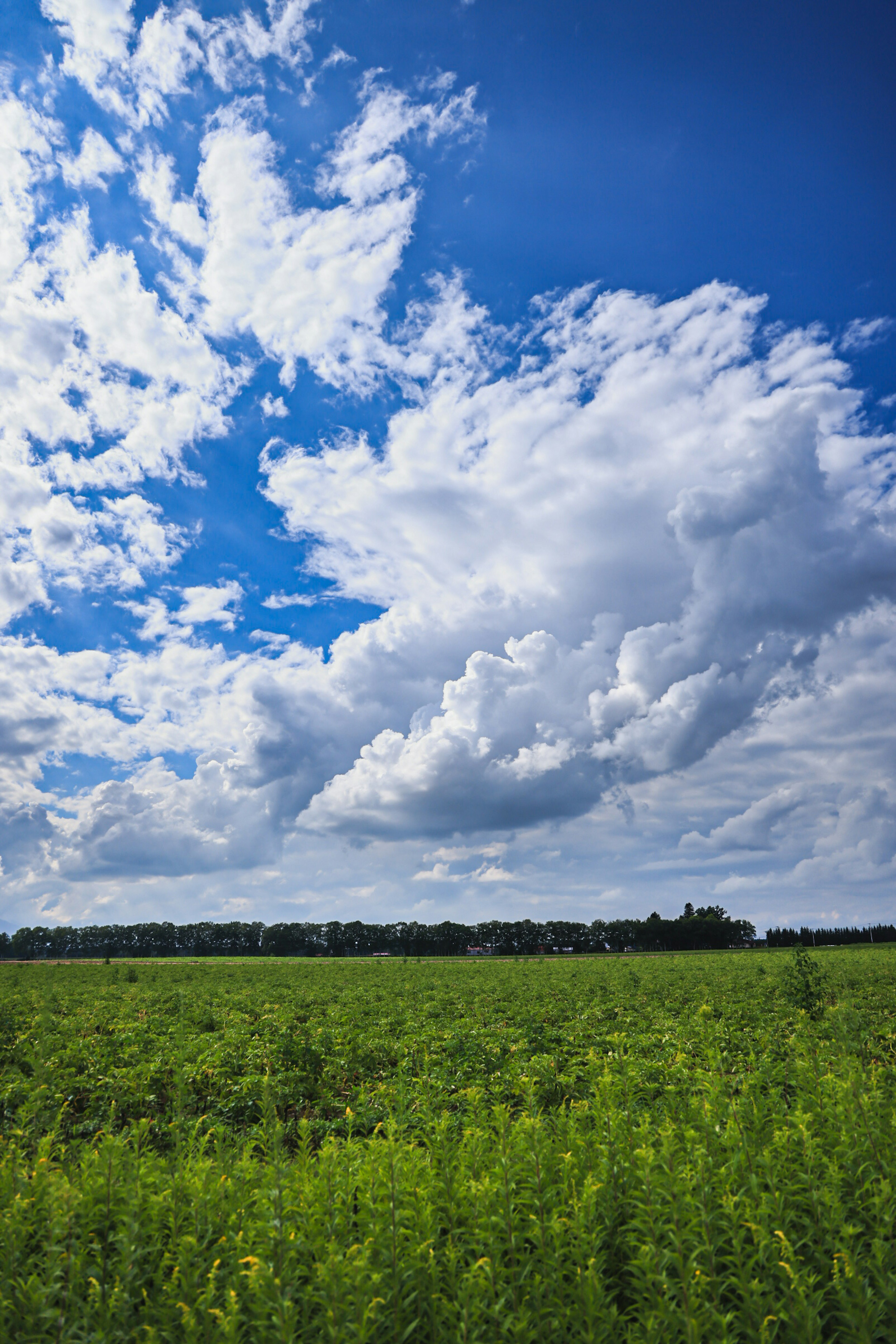 Un paesaggio con cielo blu e nuvole bianche e un prato verde in primo piano