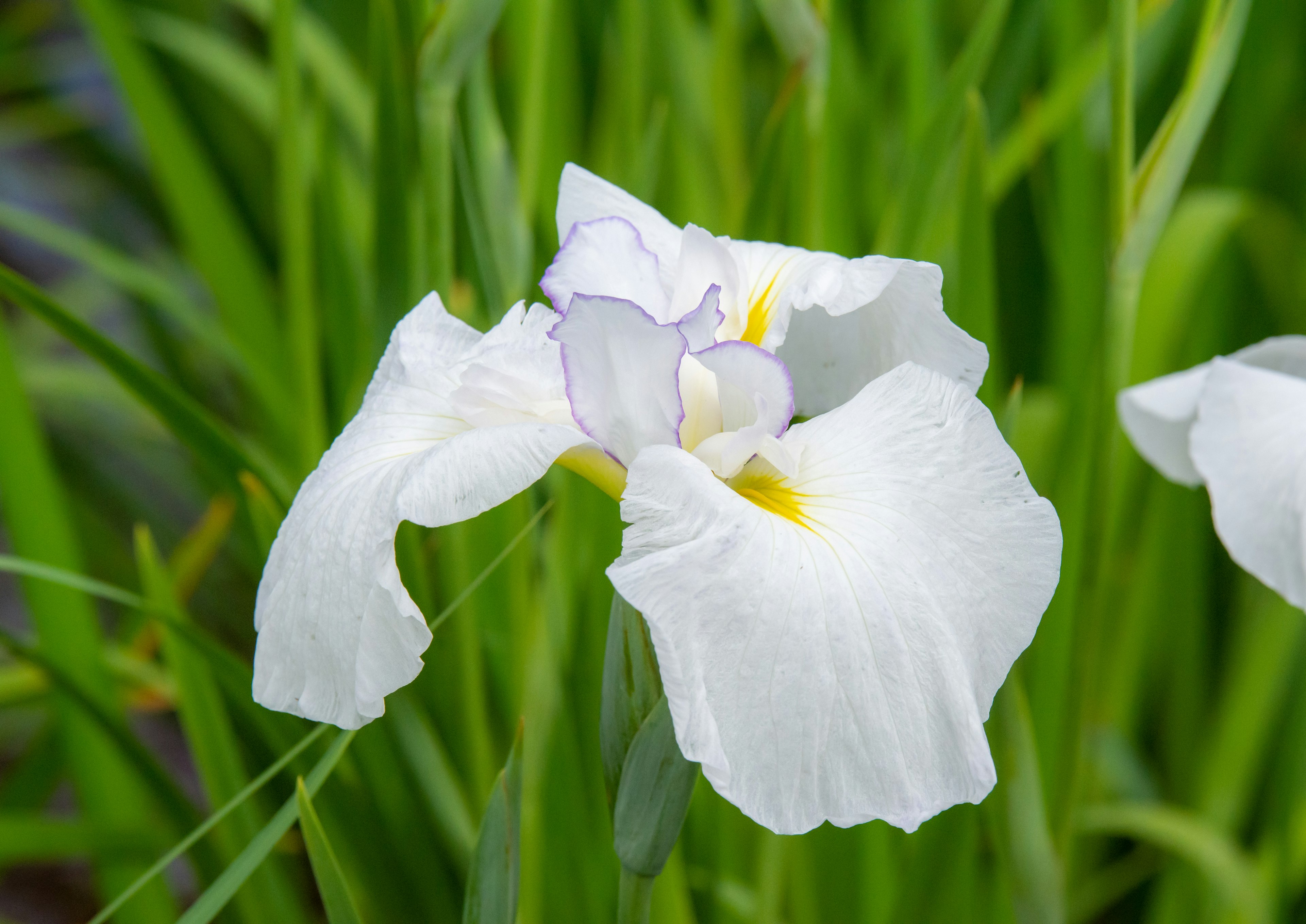 Gros plan d'une fleur blanche avec des accents violets parmi des feuilles vertes