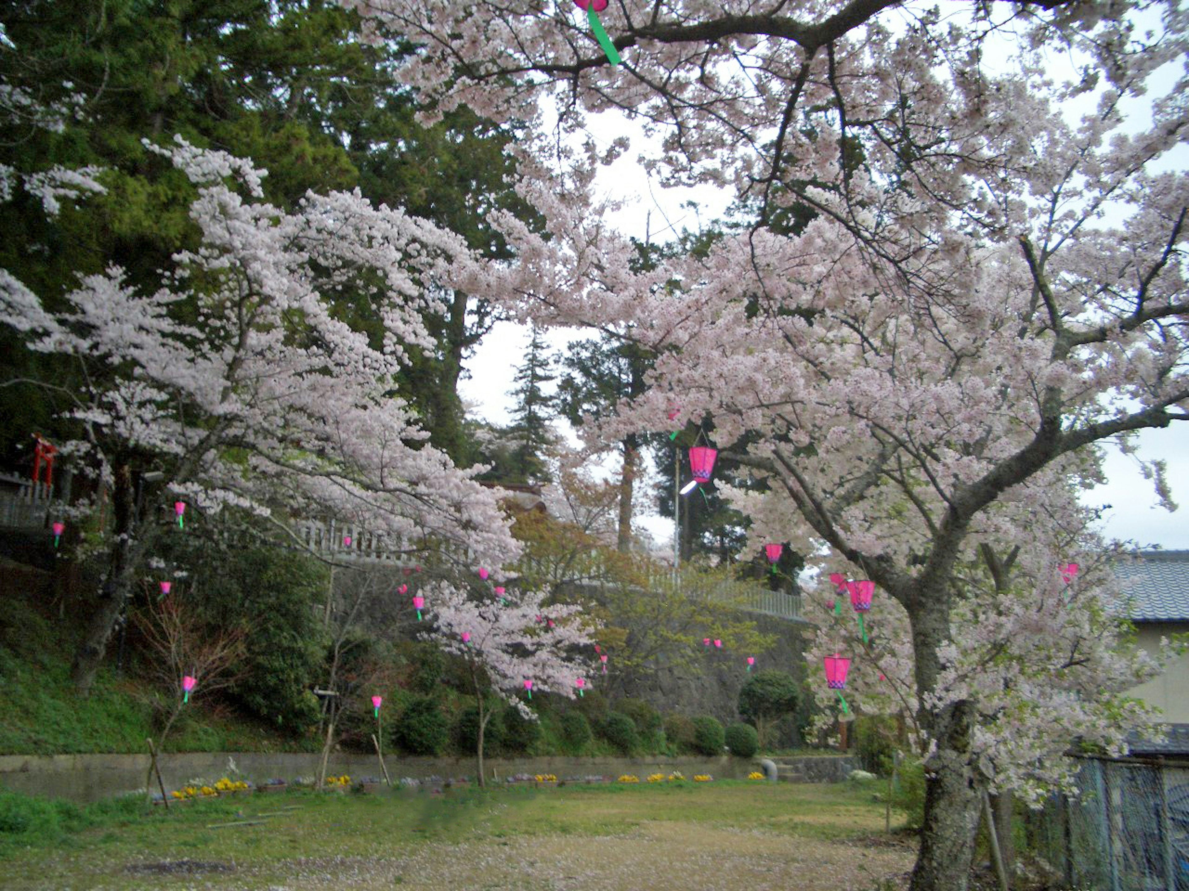 桜の花が咲いている風景 ピンクの提灯が飾られている