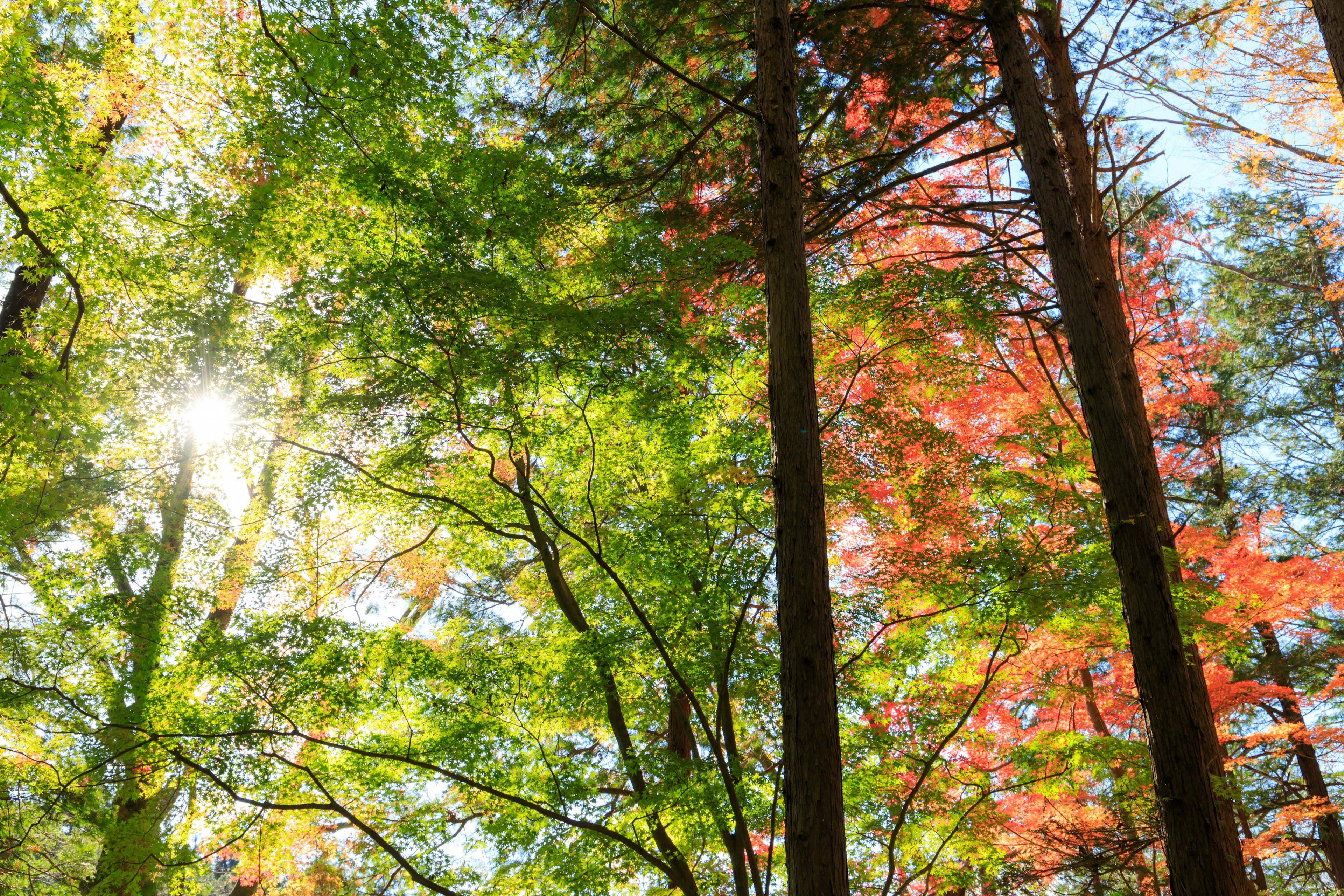 緑と赤の葉が混ざった秋の森林の風景、太陽の光が木々の間から差し込んでいる