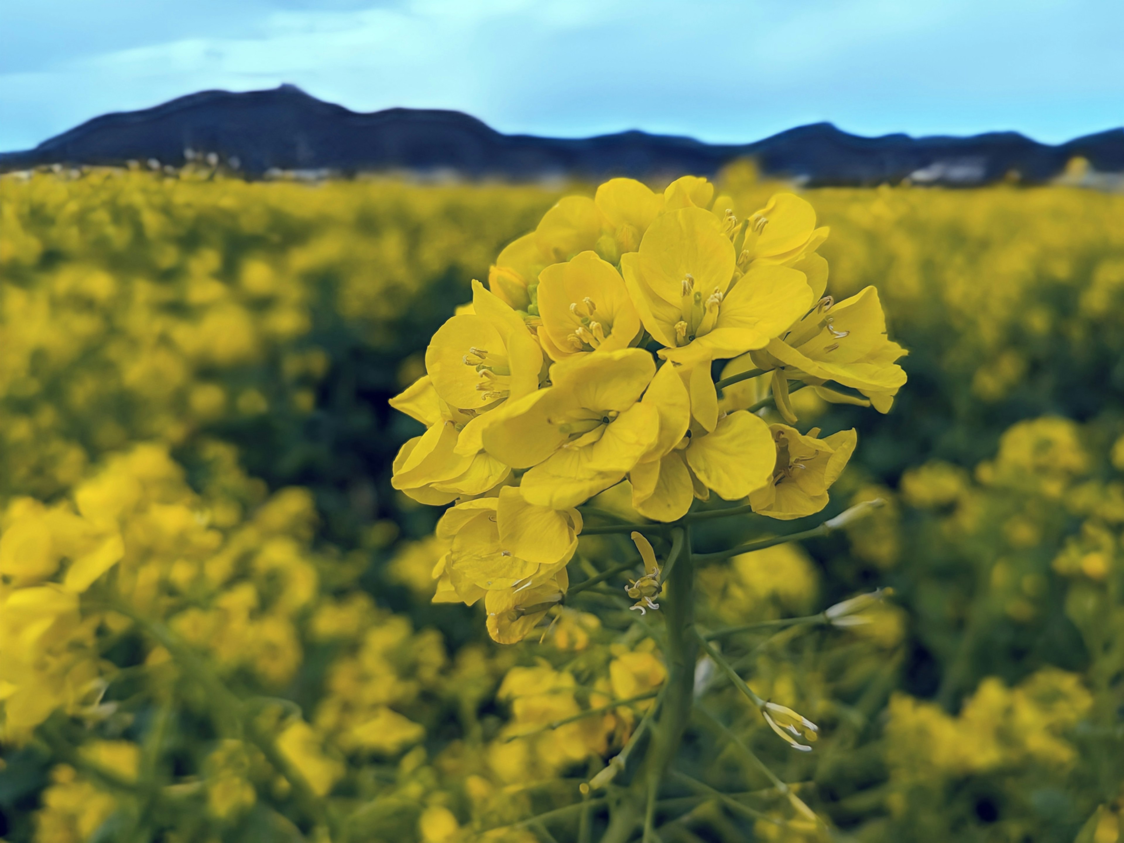 Close-up bunga rapeseed kuning di ladang dengan latar belakang pegunungan