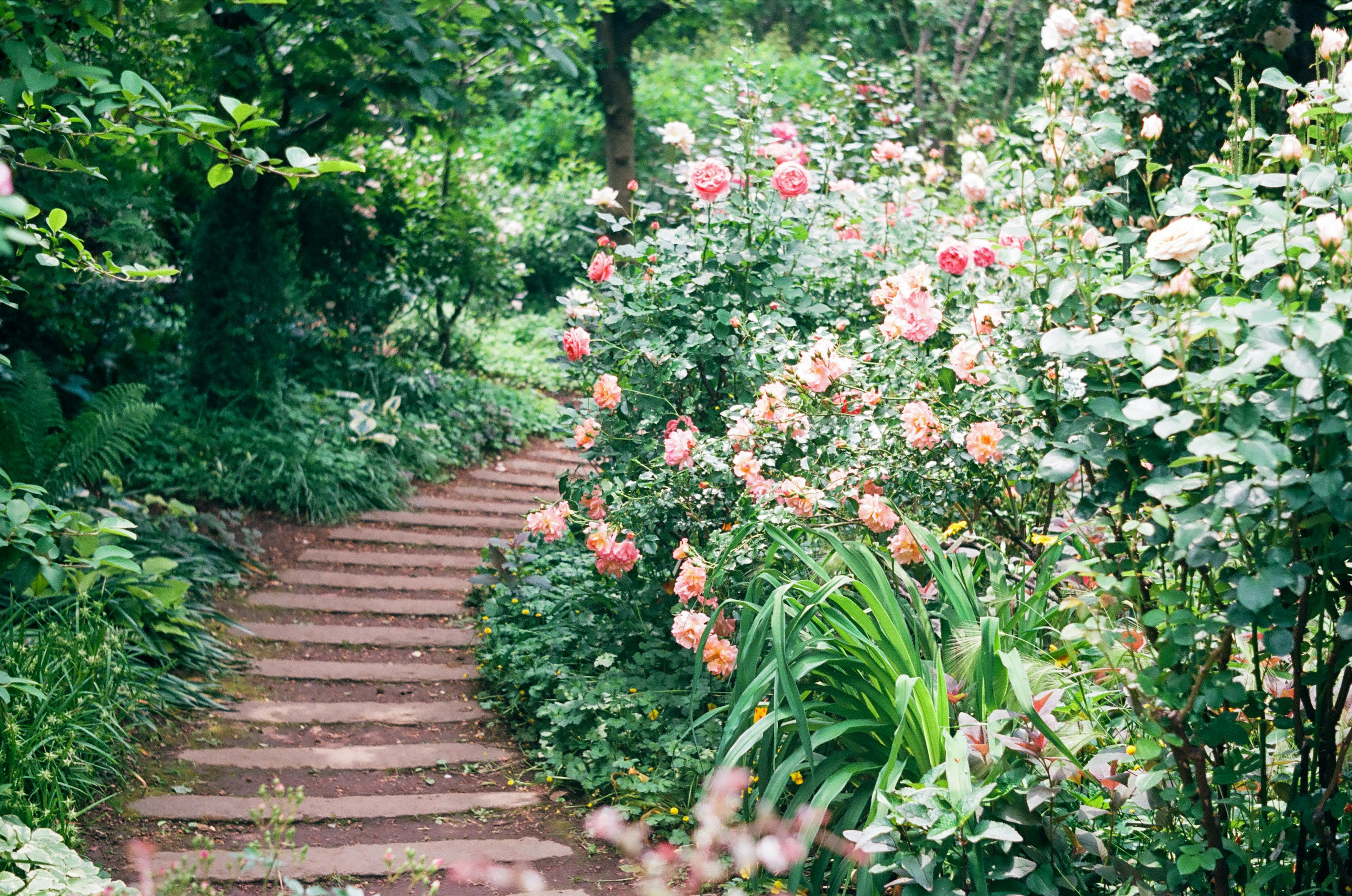 緑豊かな庭に沿った石の階段と色とりどりのバラの花