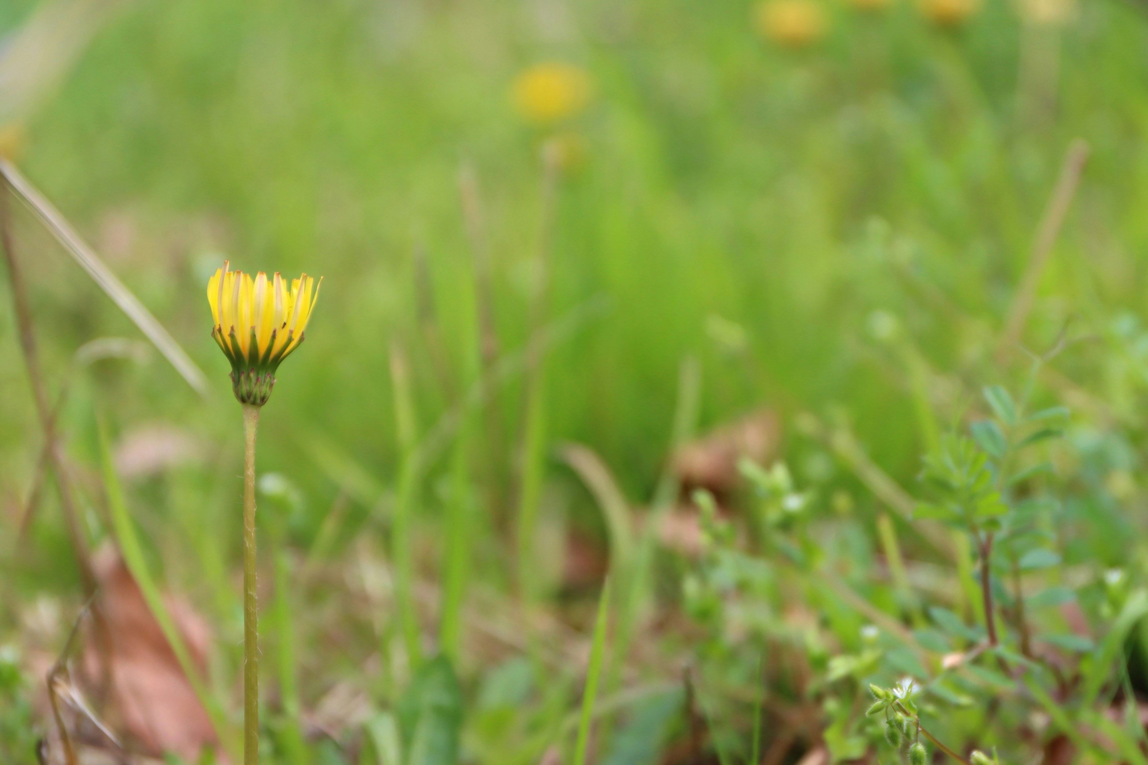 Un fiore giallo che sboccia tra l'erba verde