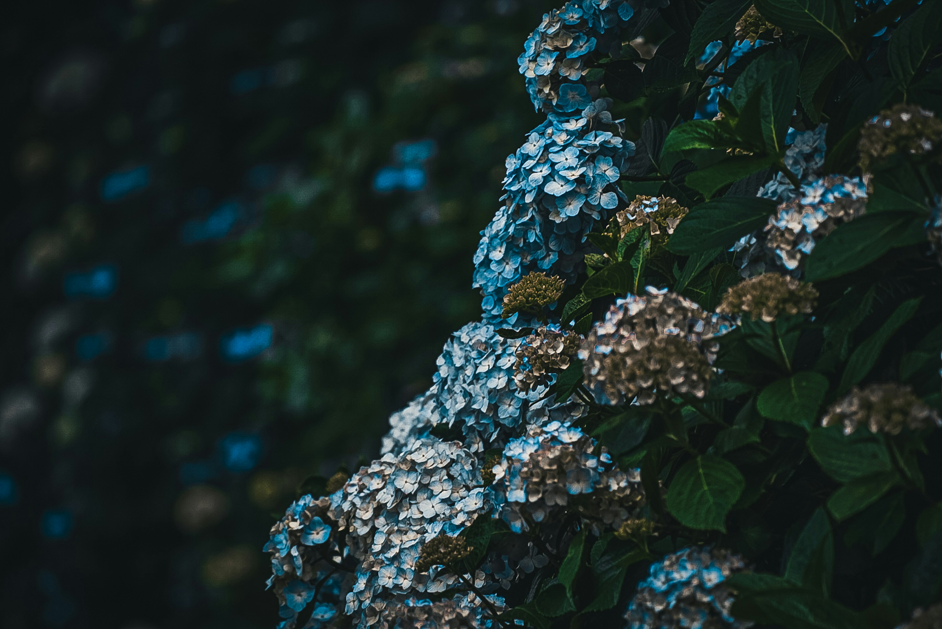 Bunga hortensia biru dan putih mekar di latar belakang gelap