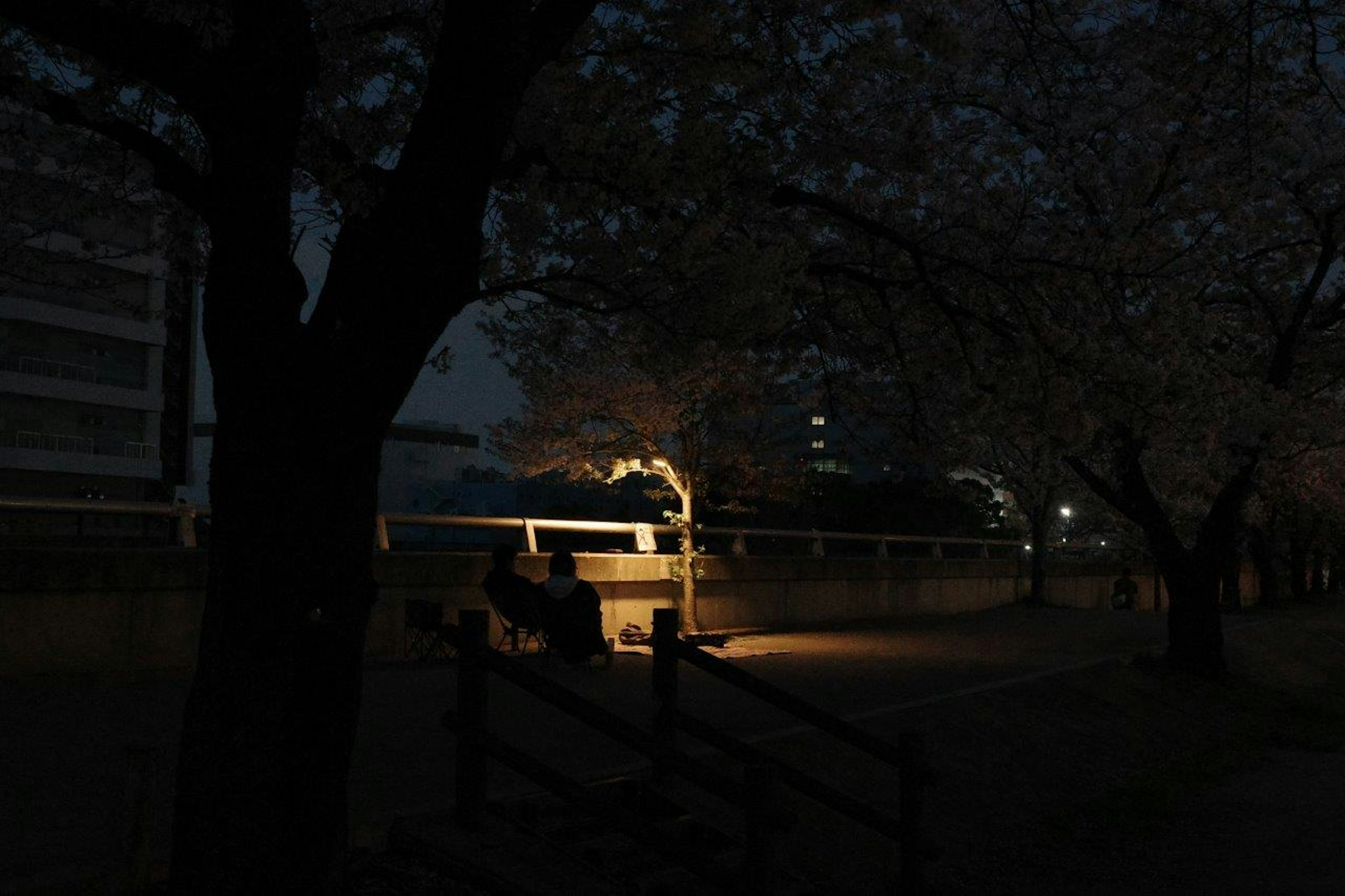 夜の公園のベンチと桜の木