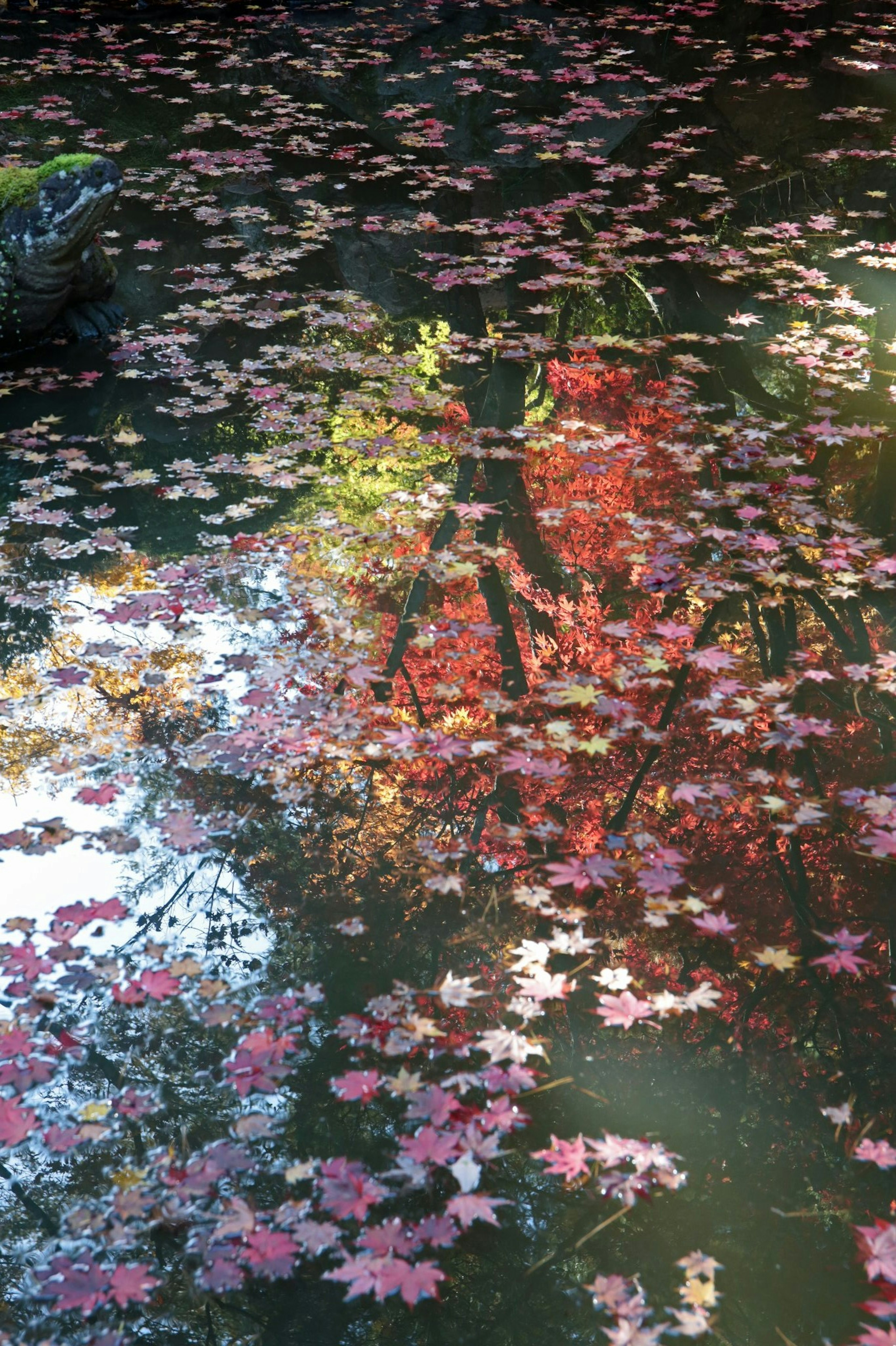 水面に浮かぶ紅葉の葉とその反射が美しい池の景色