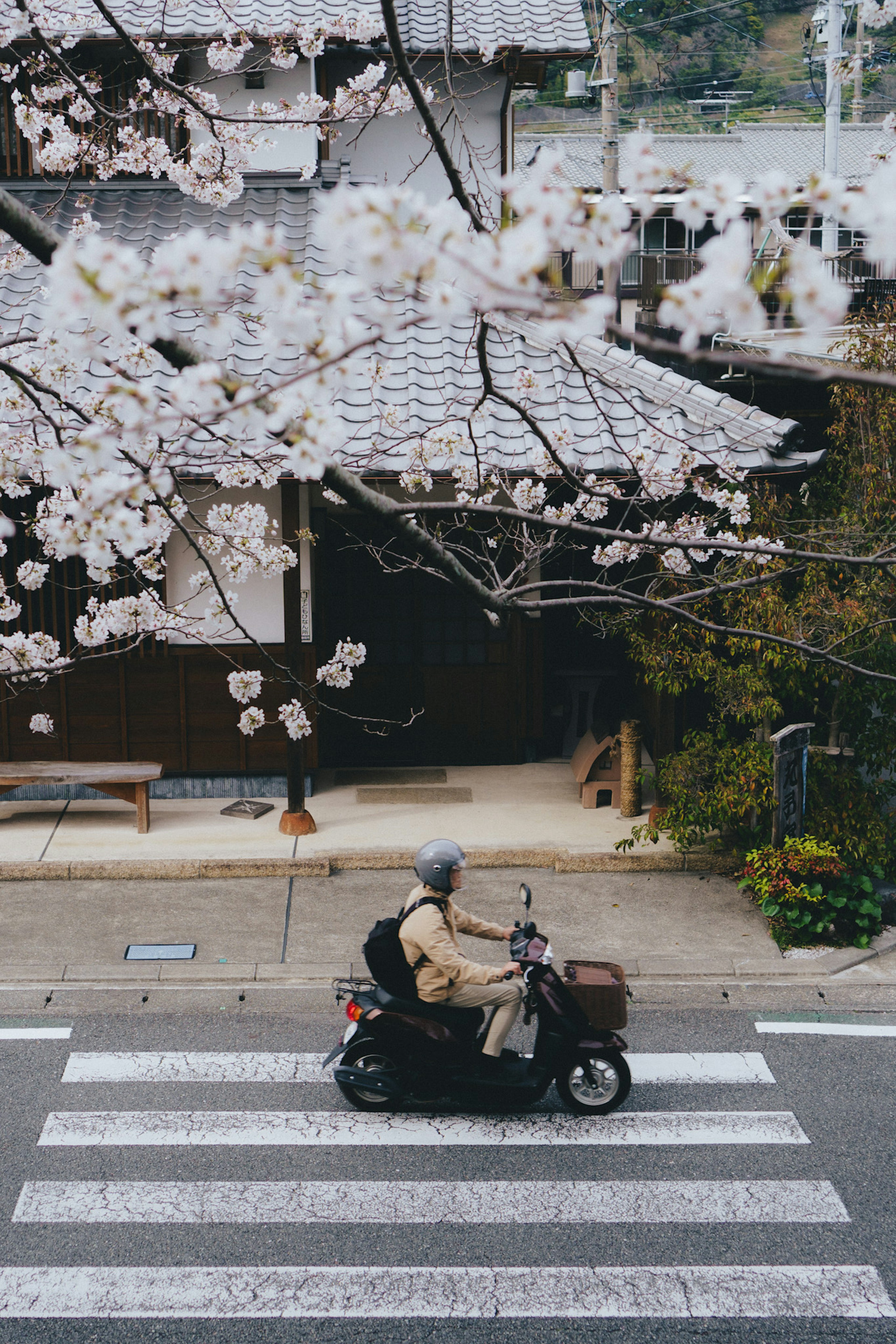 A motorcycle rider crossing a street under blooming cherry blossoms