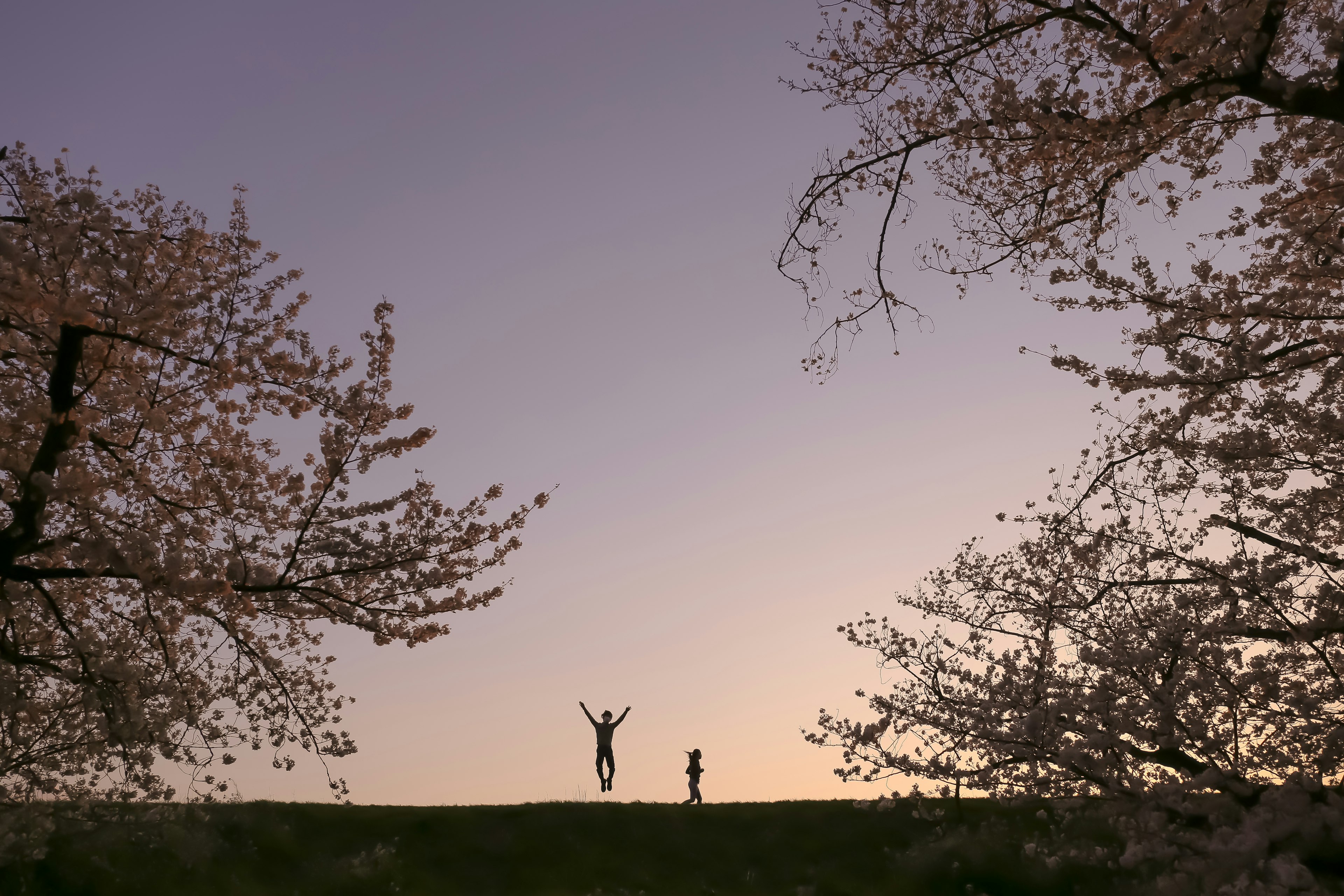 夕暮れ時に桜の木の間で楽しむ二人のシルエット