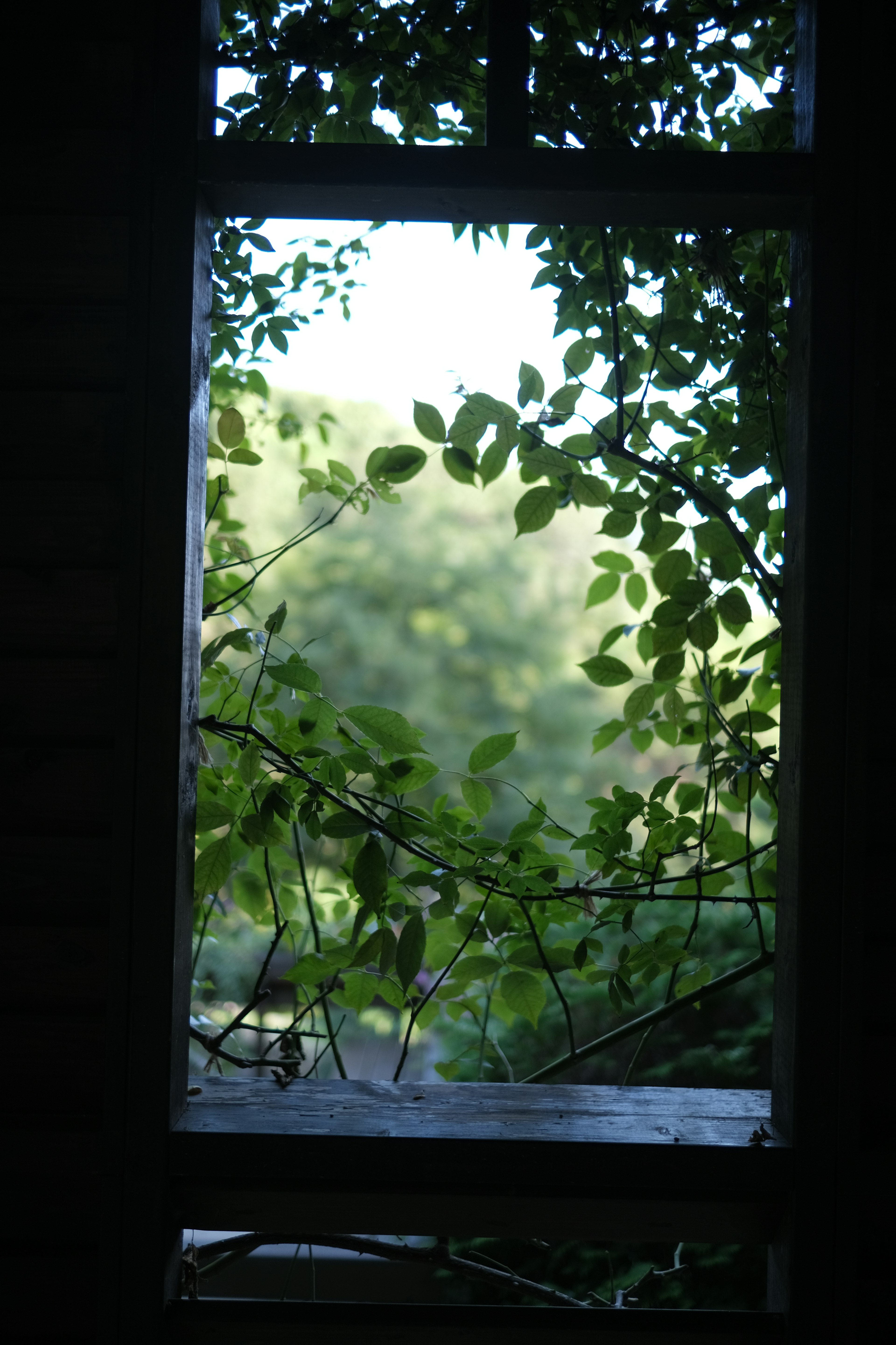 Blick durch ein Fenster, umrahmt von grünen Blättern und einem verschwommenen Hintergrund