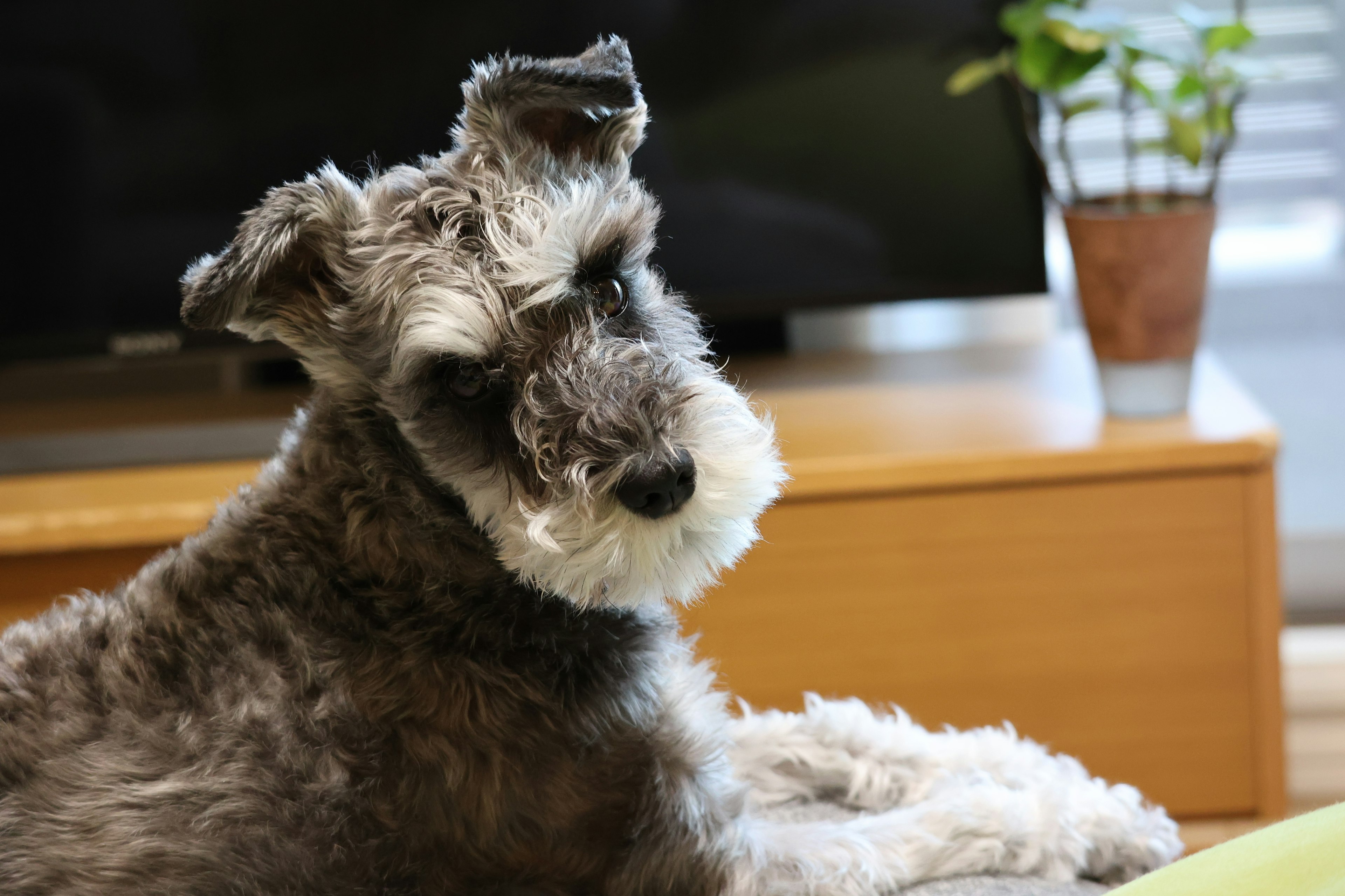 Chó Schnauzer xám đang thư giãn trong nhà với cây xanh ở phía sau