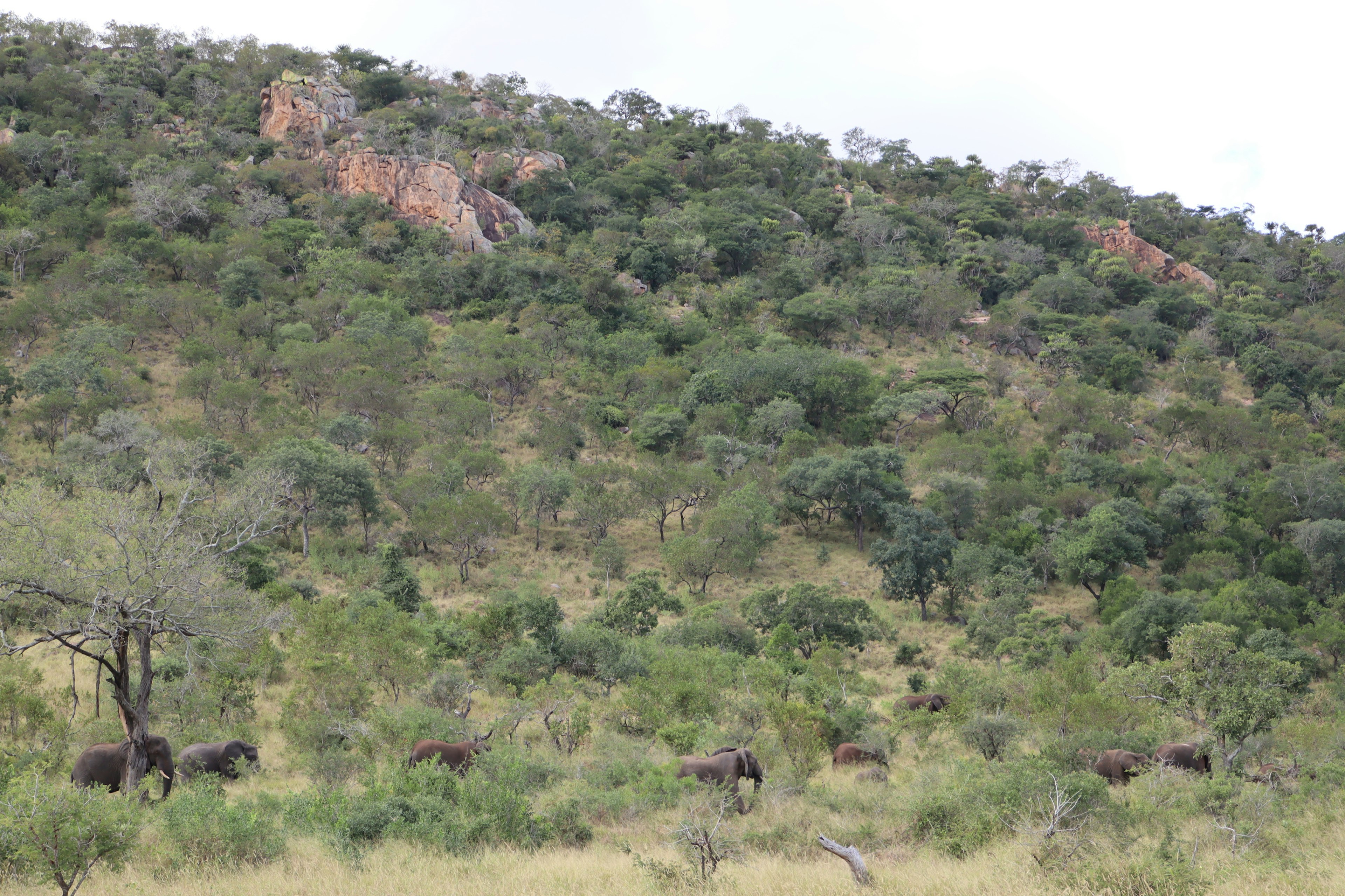 Landschaft mit Wildtieren in einem hügeligen Gebiet mit üppigem Grün