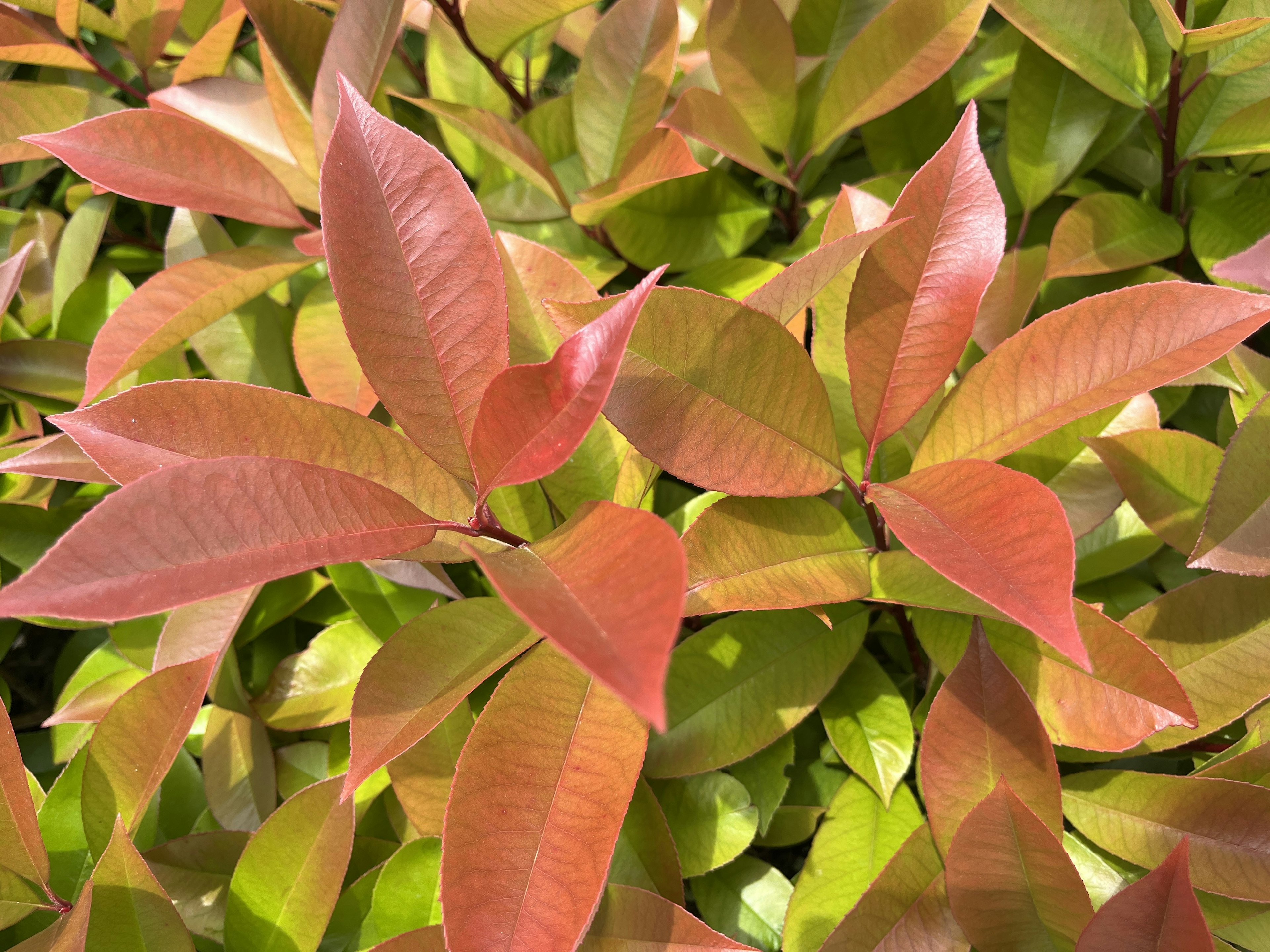 色とりどりの葉が繁茂する植物のクローズアップ