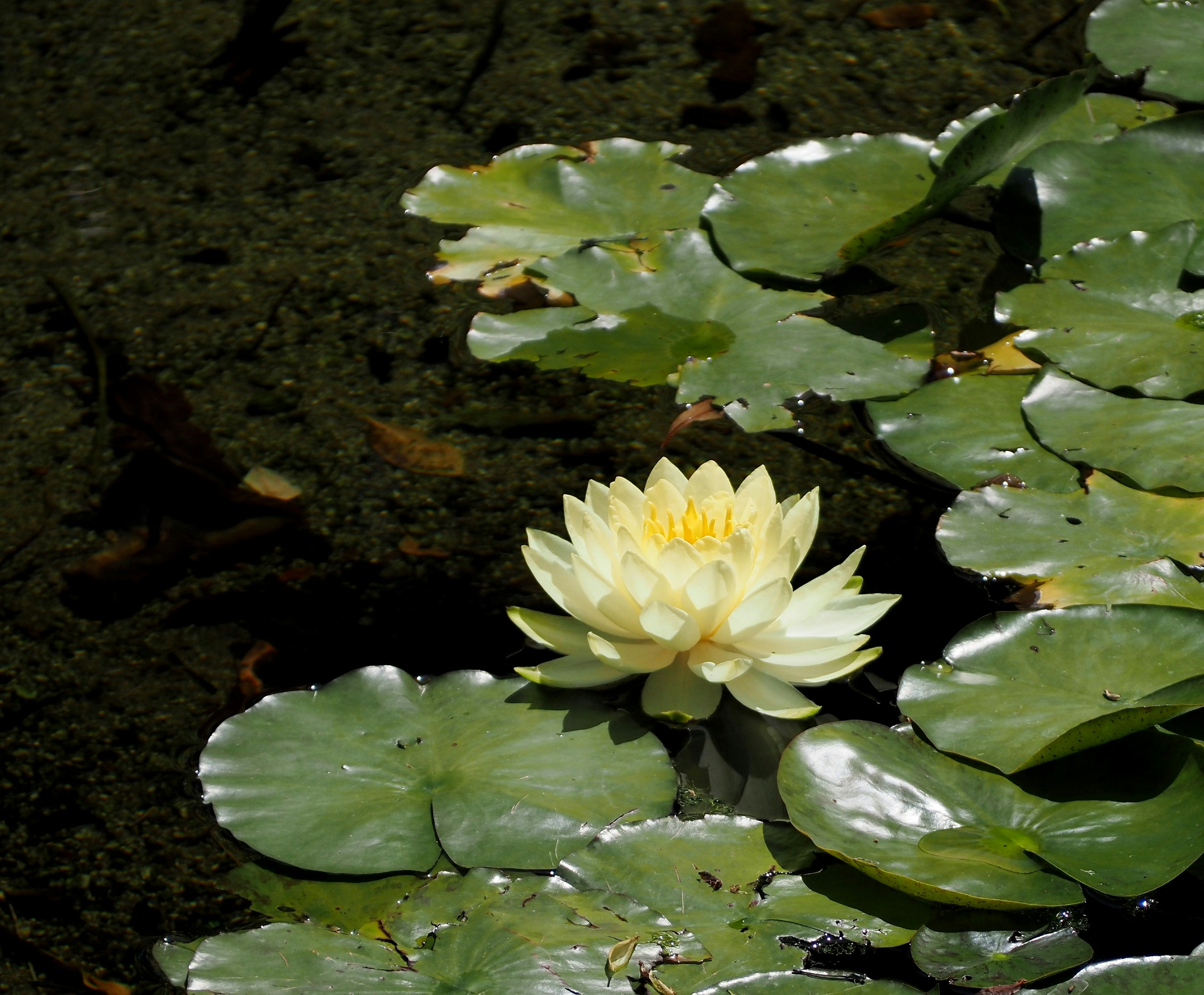 Nénuphar blanc flottant à la surface avec des feuilles vertes