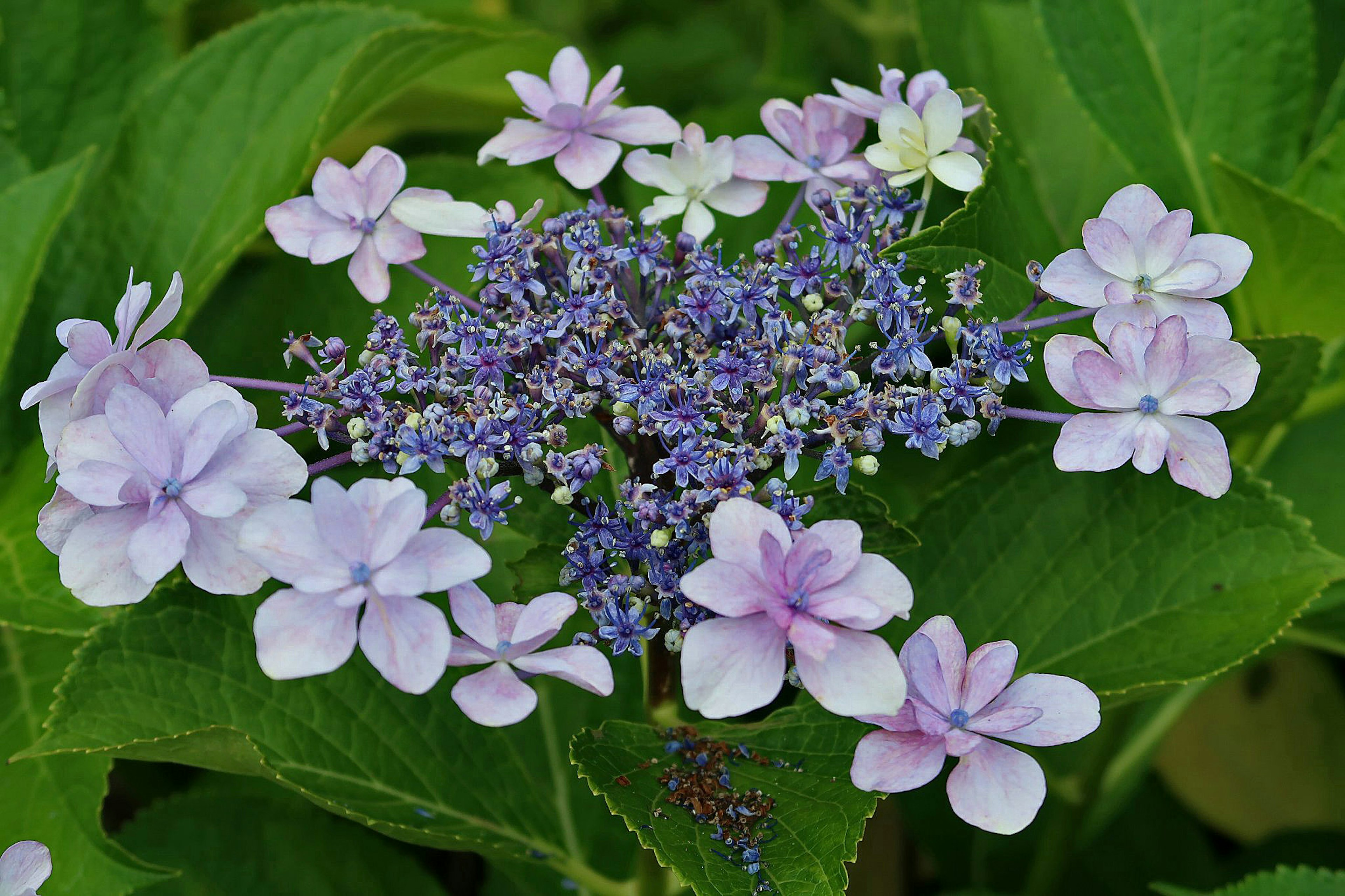 Hermoso ramo de hortensias con flores moradas y rosas