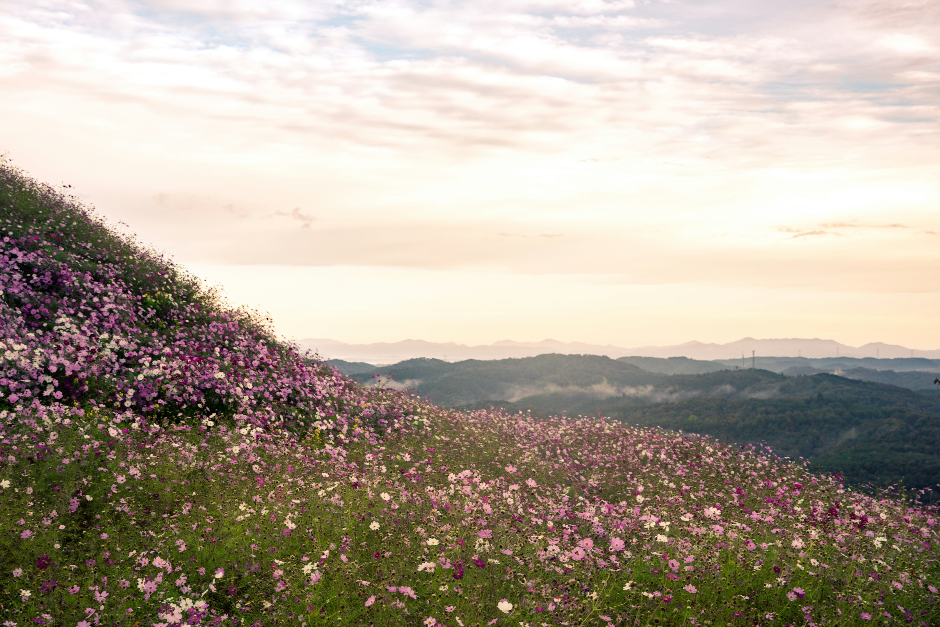 Schöne Hügel mit blühenden Blumen und Abendhimmel