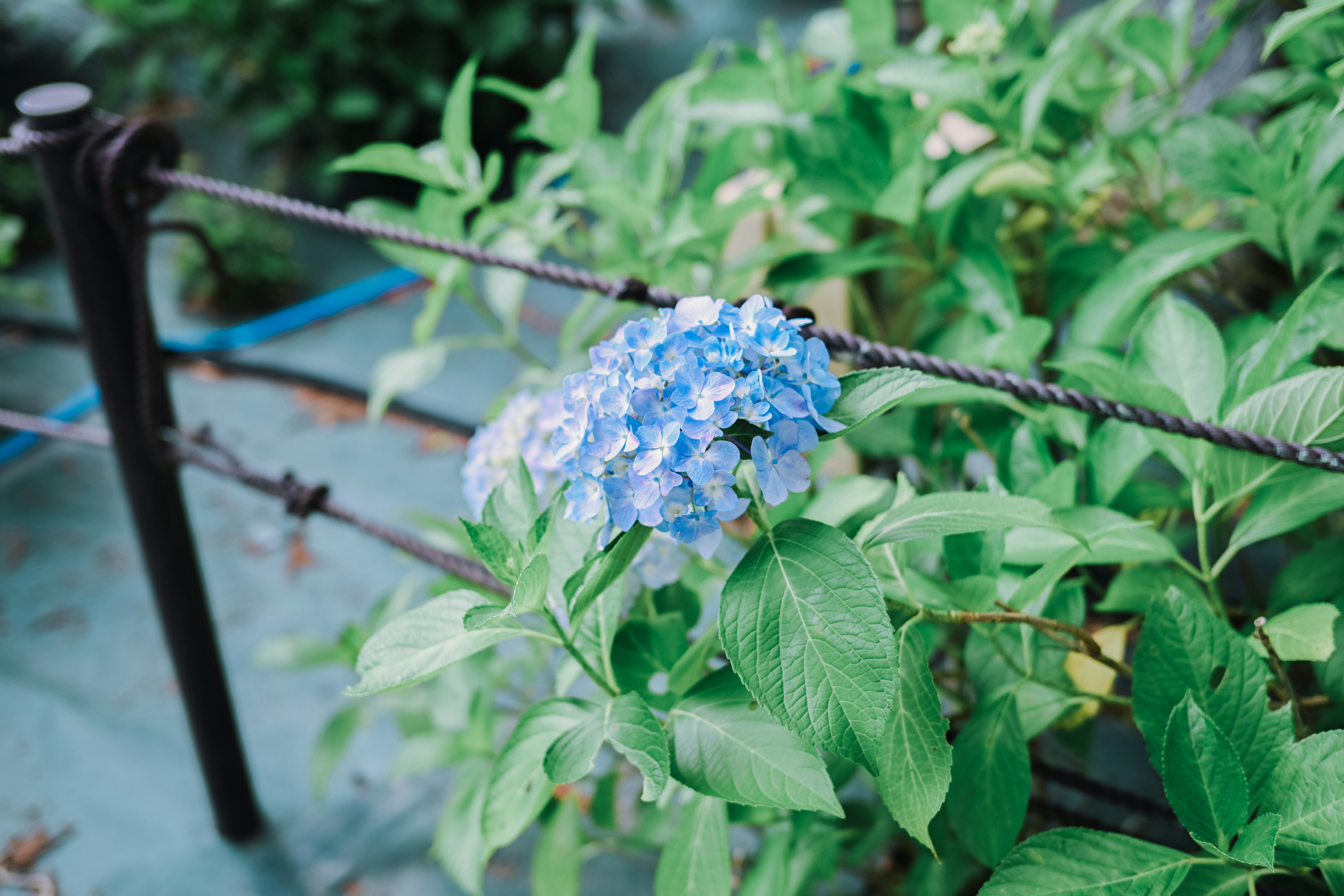 Fiore di ortensia blu con foglie verdi lussureggianti