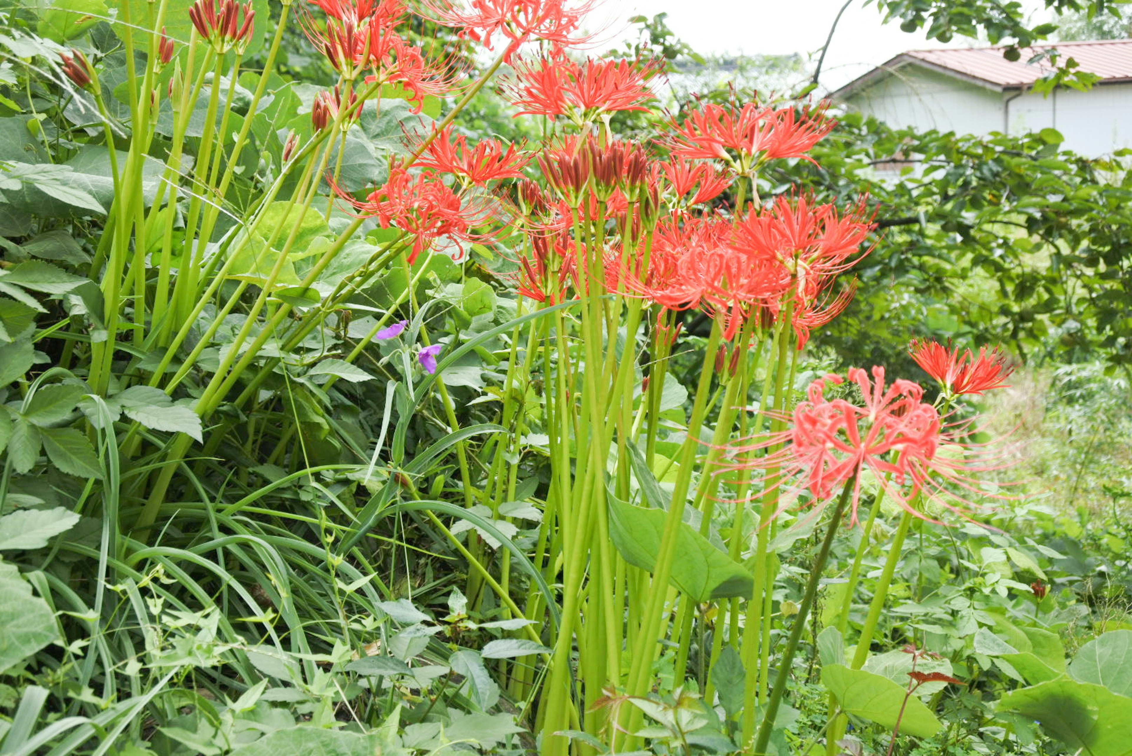 一幅生動的花園場景，紅色蜘蛛百合在郁郁蔥蔥的綠意中盛開