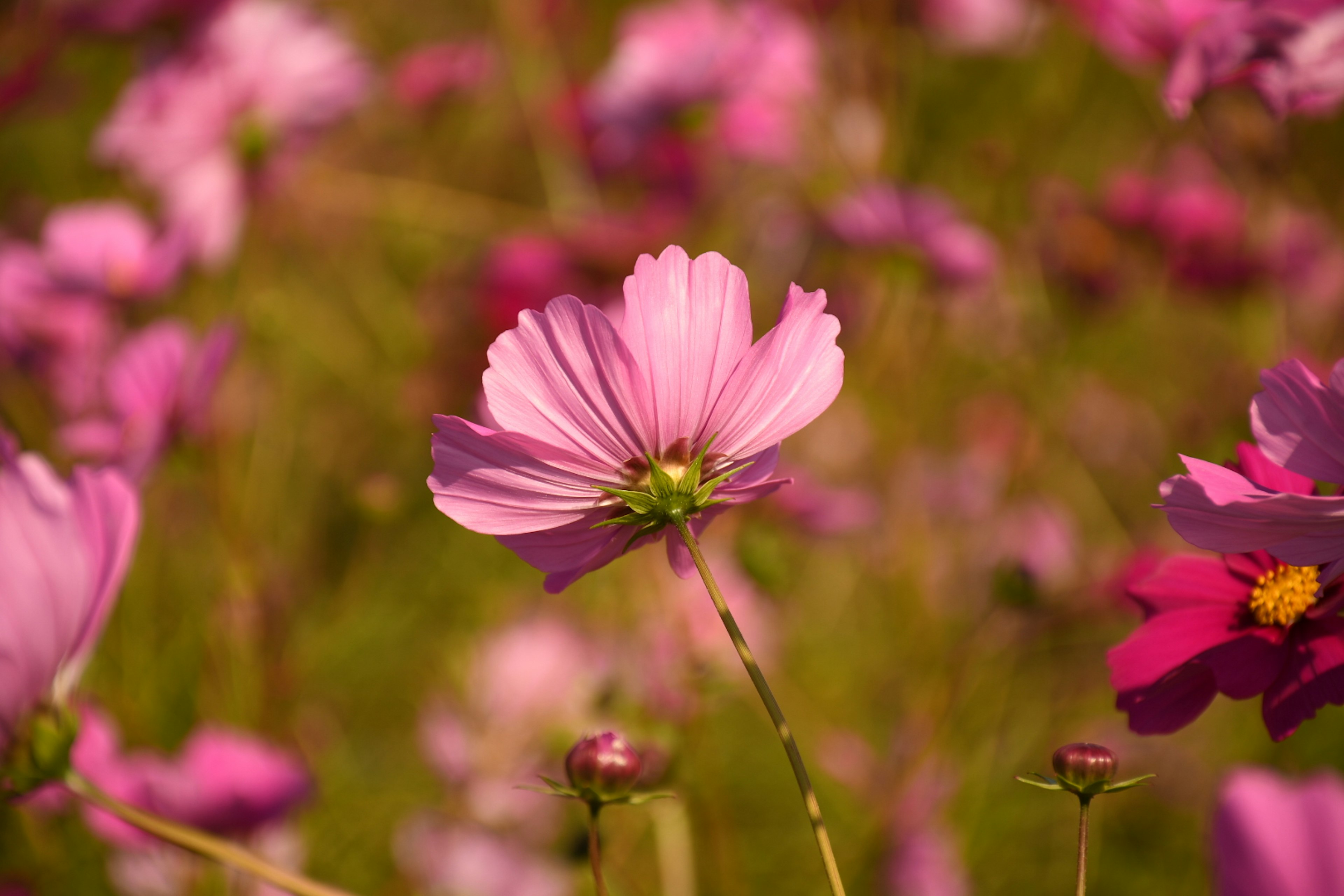 Un bellissimo fiore rosa che fiorisce in un campo