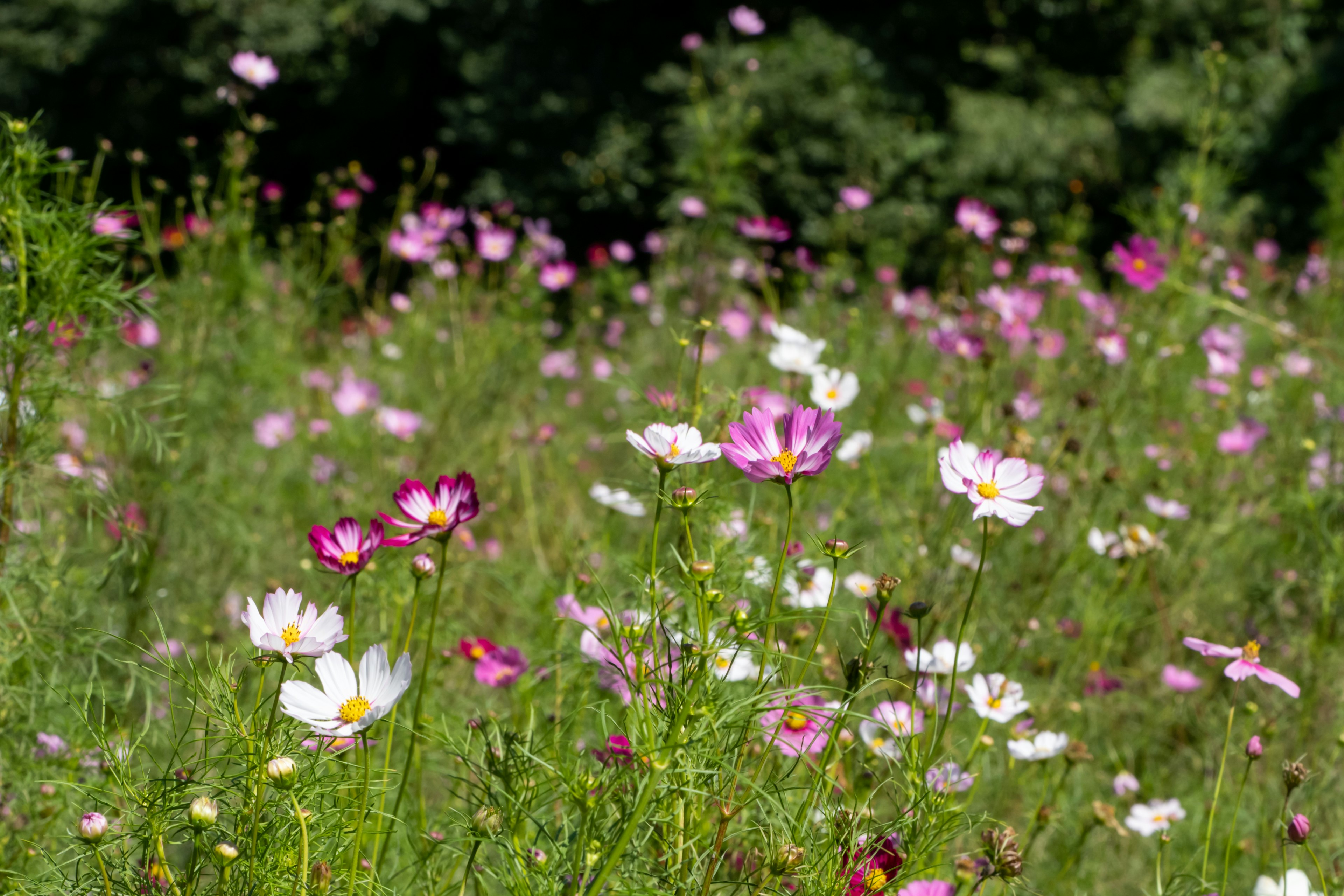 A vibrant field of blooming cosmos flowers in various colors