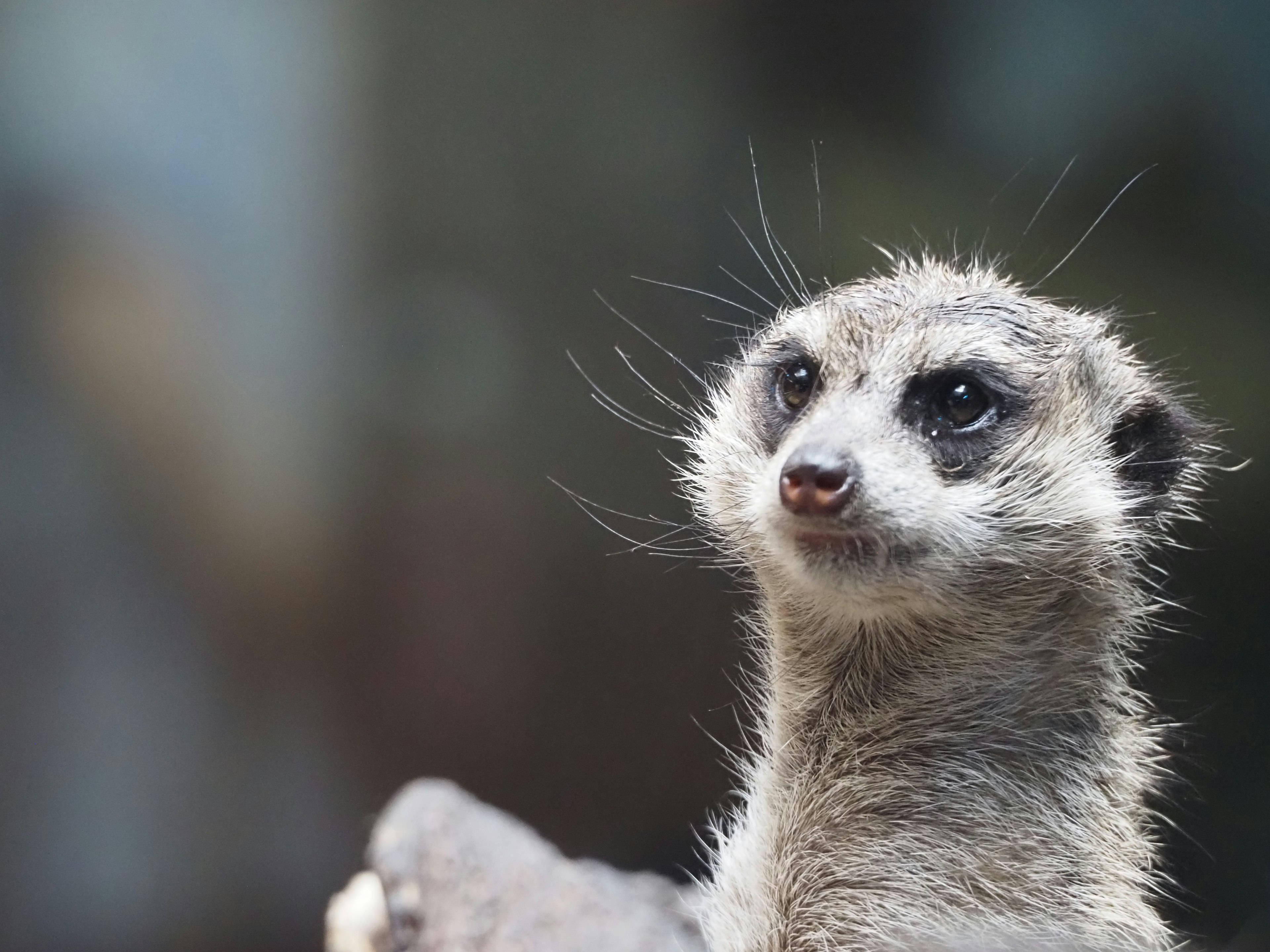 A meerkat looking towards the camera with a curious expression