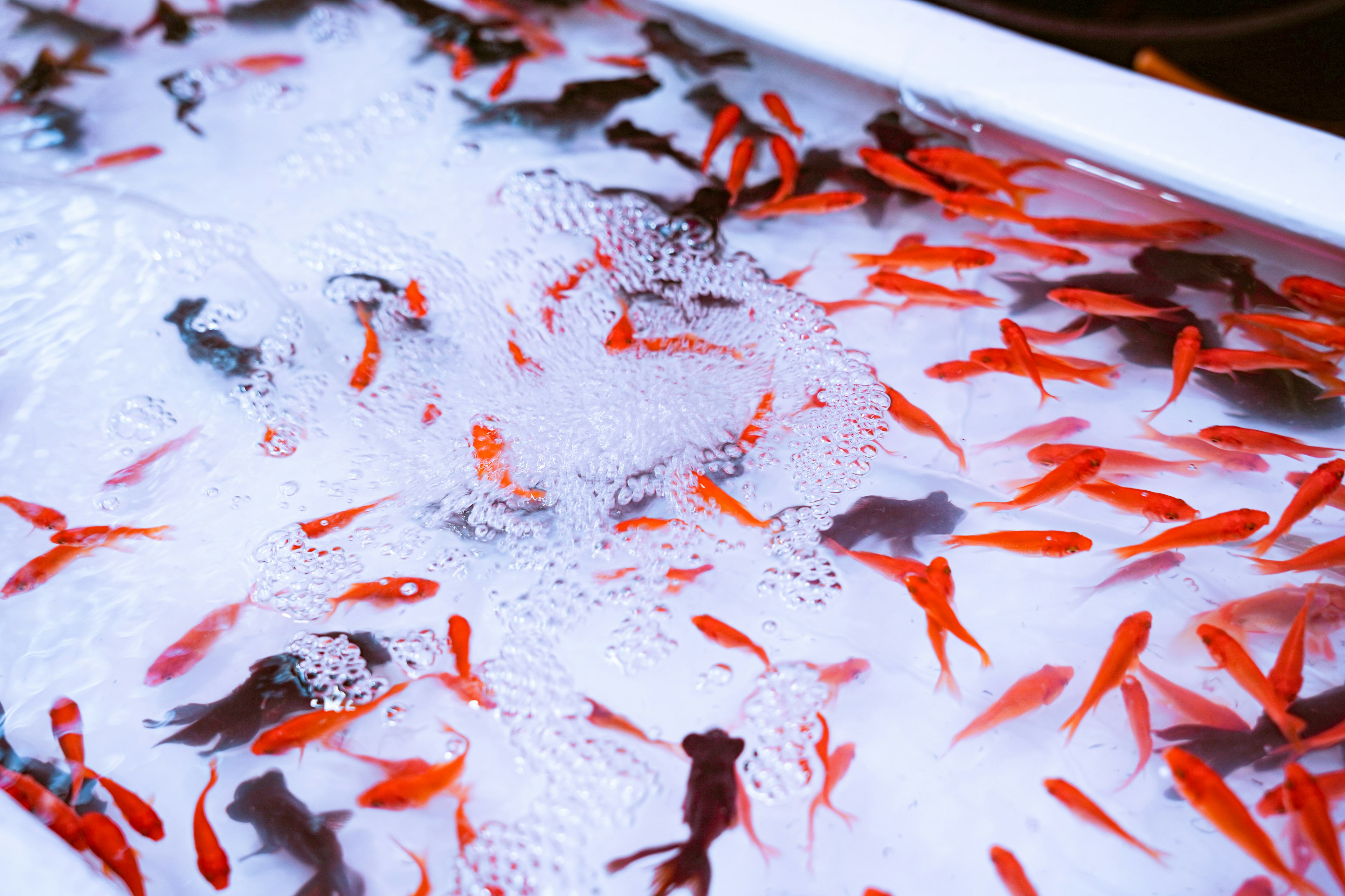 水槽の中にいるたくさんの金魚と泡