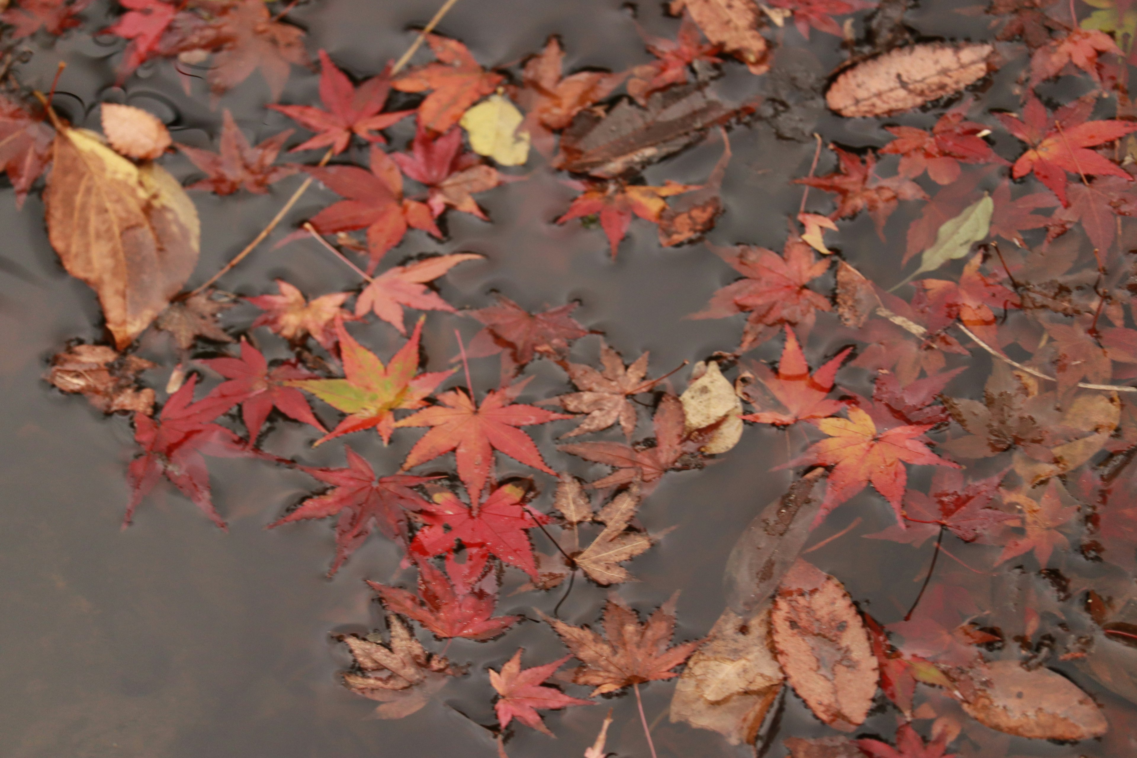 Bunte Herbstblätter, die an der Wasseroberfläche schwimmen