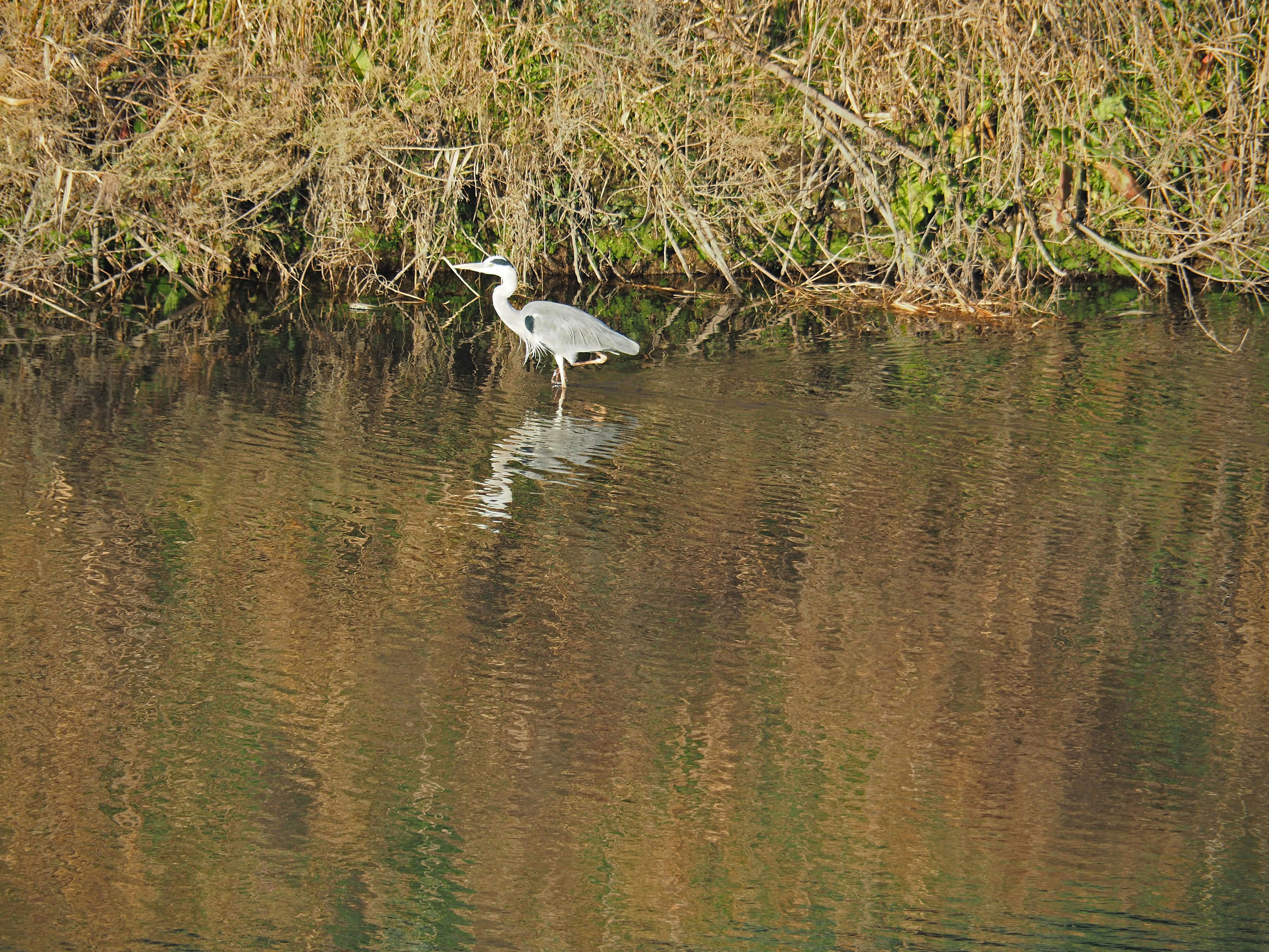 水辺に立つサギの鳥とその反射