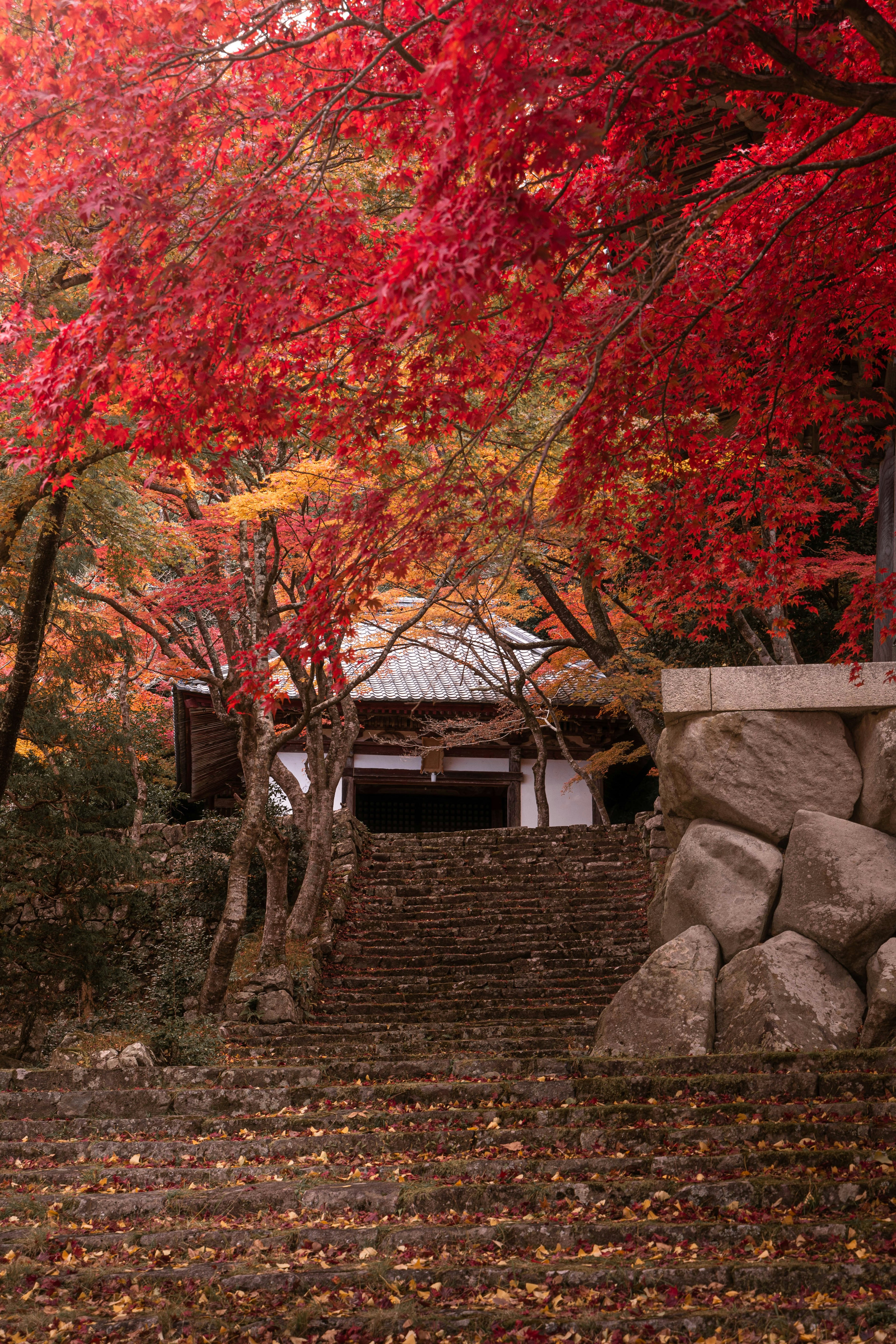 赤い紅葉に囲まれた石の階段と寺院の入り口