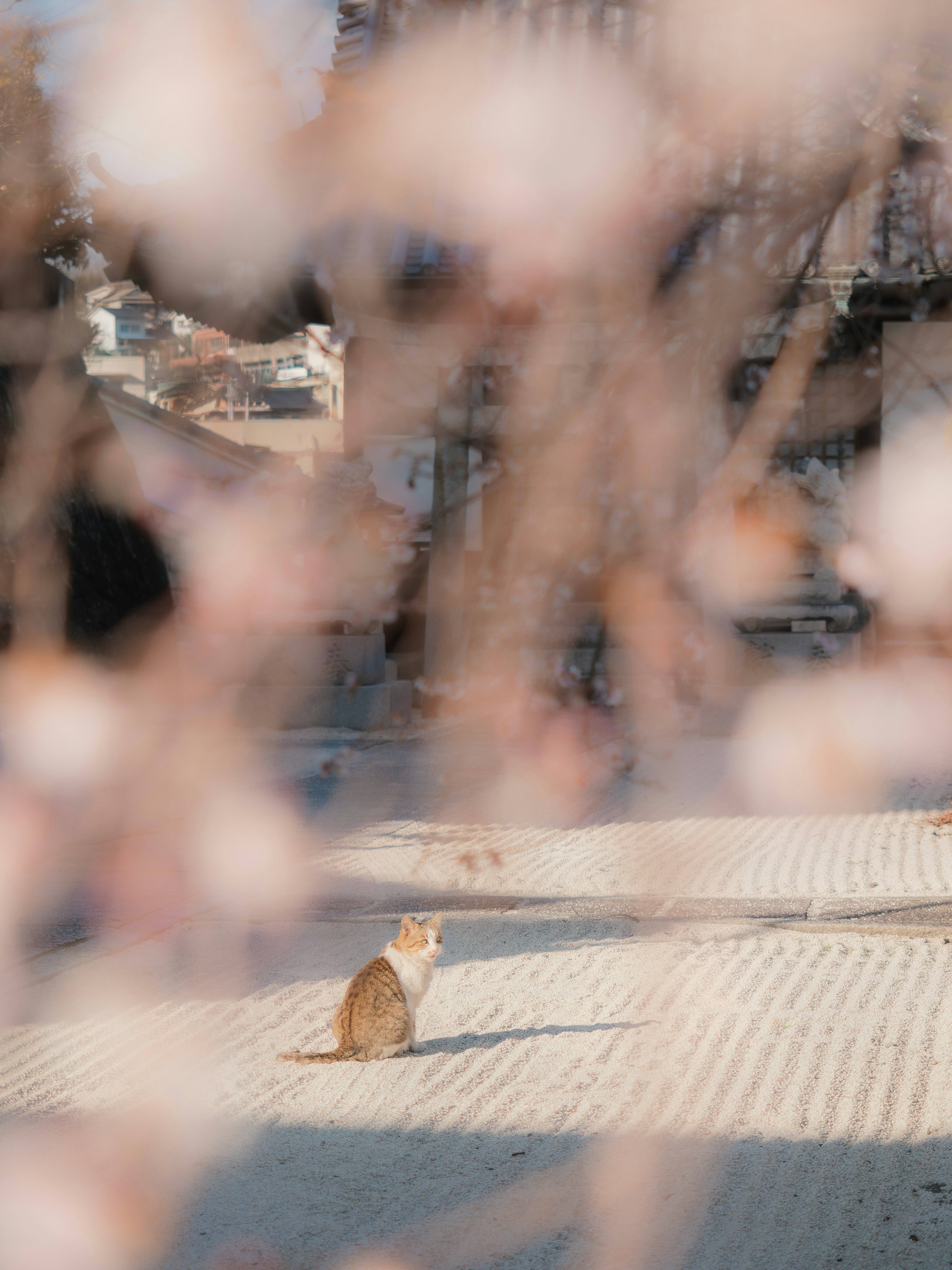 Chat assis sur une surface à motifs avec des fleurs de cerisier floues au premier plan