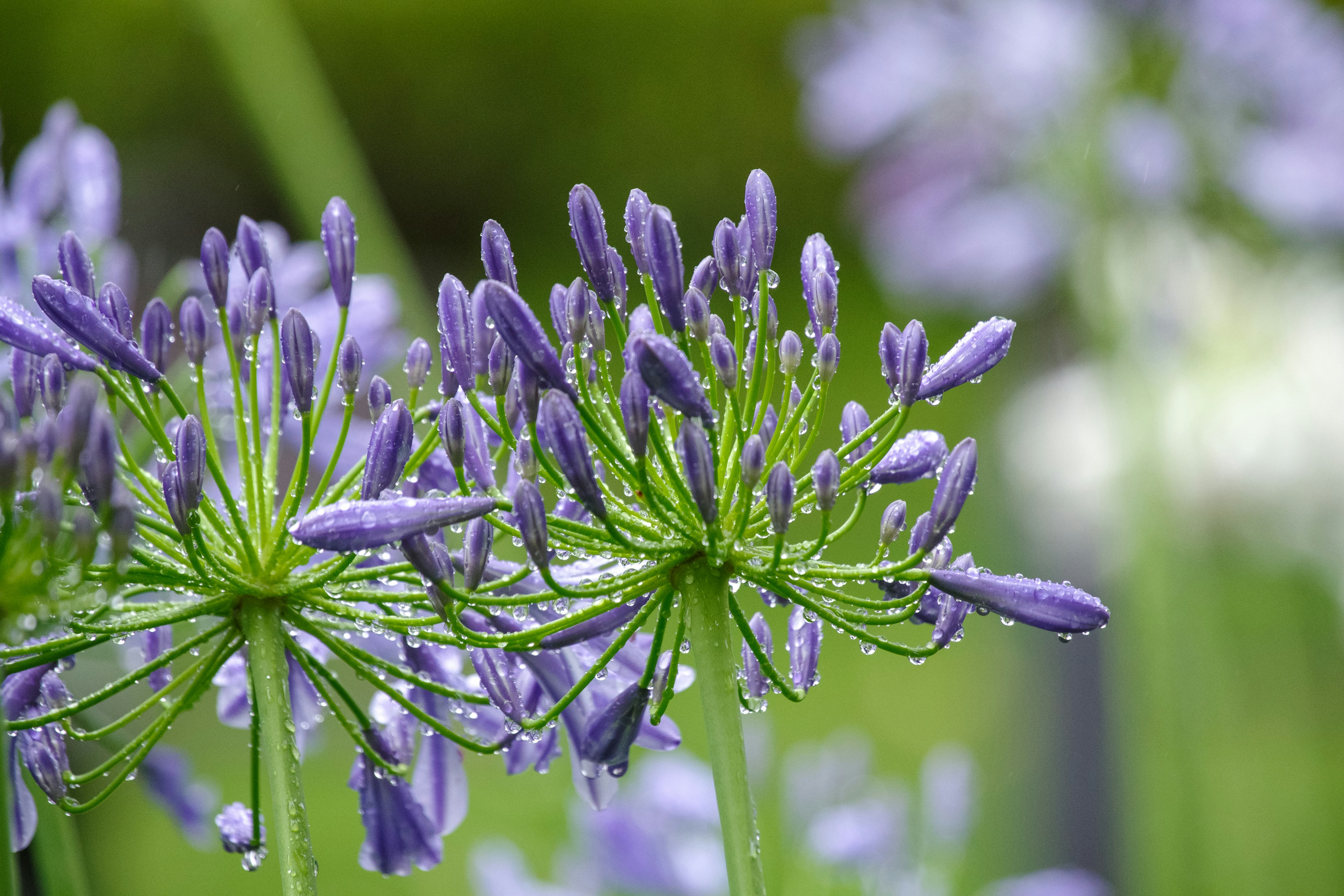 Primer plano de una planta con flores moradas y tallos verdes