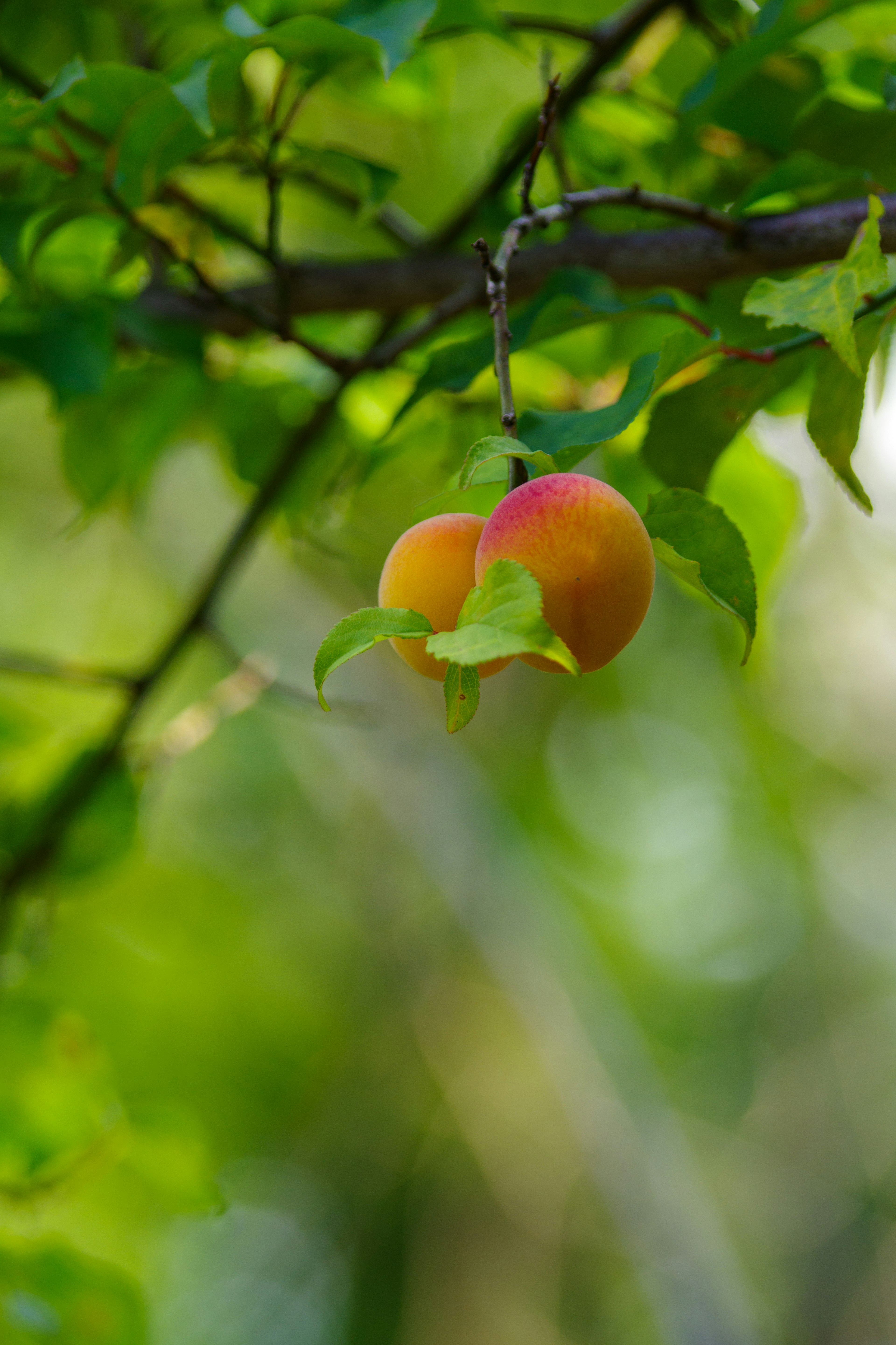 Pesche arancioni appese tra foglie verdi